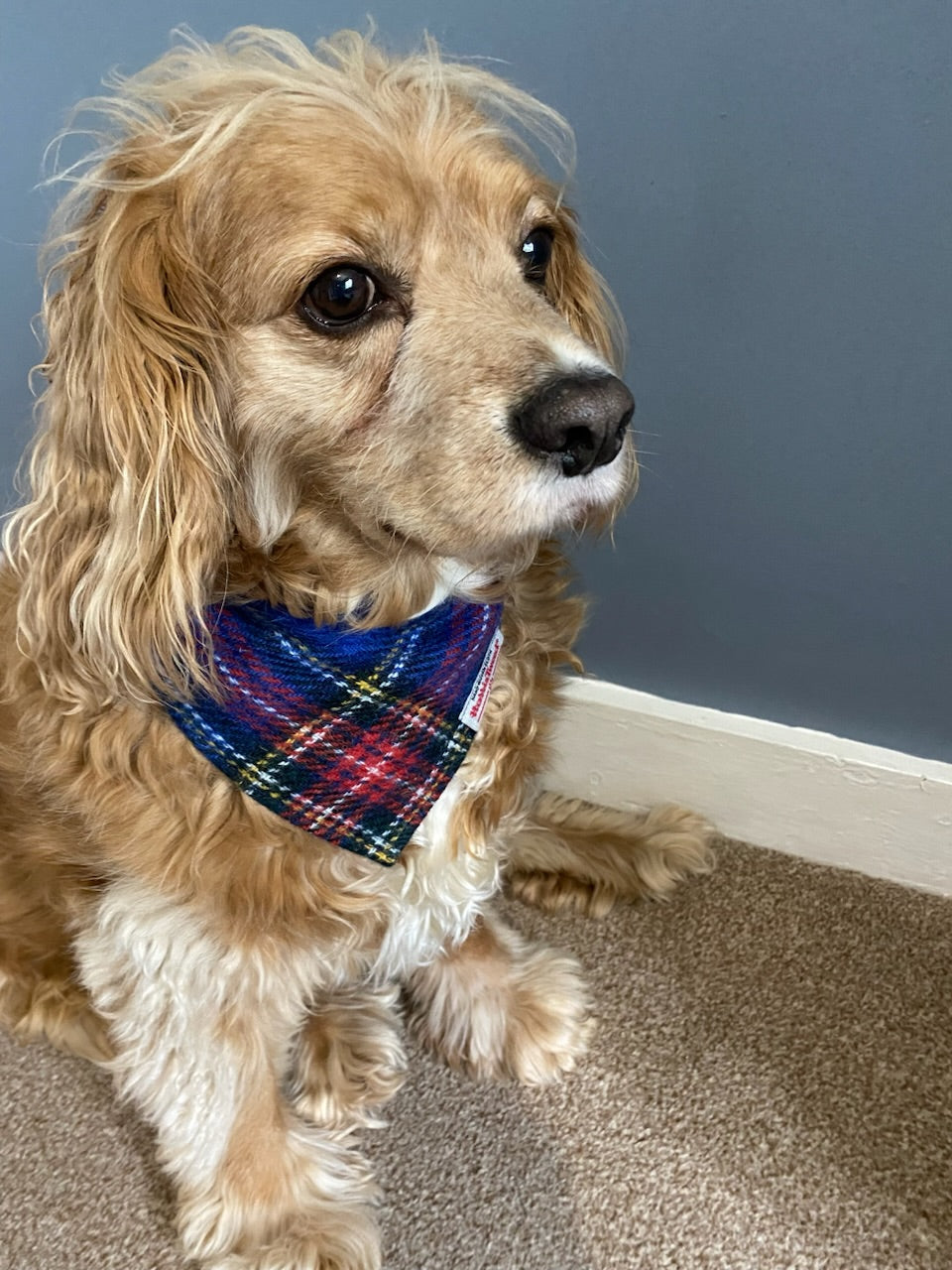 Harris Tweed dog bandana neckerchief in blue and red check / tartan pattern. Sizes S M L XL pet scaf