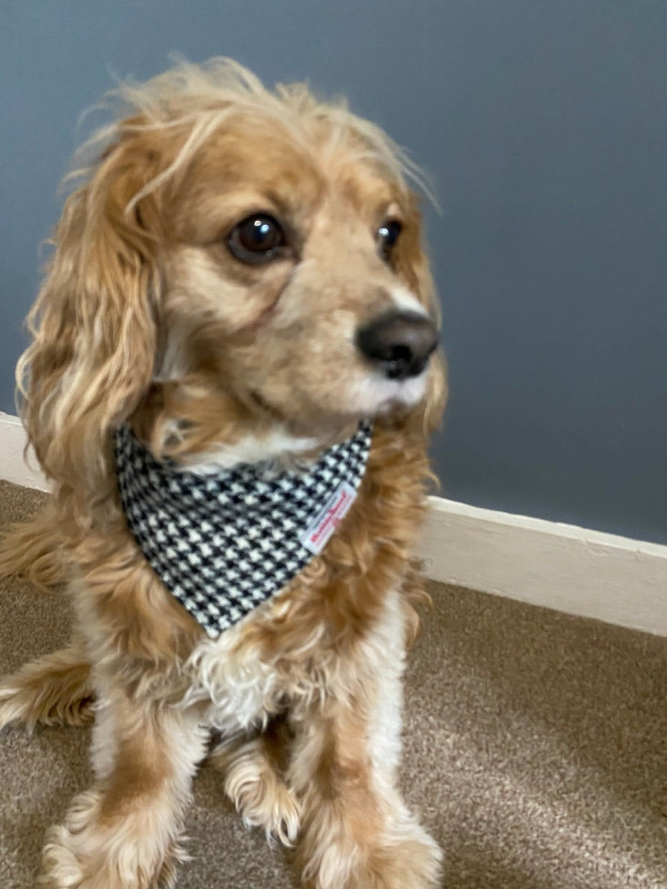 Harris Tweed dog bandana neckerchief in black & white houndstooth dogtooth check pattern. Sizes S M L XL pet scarf