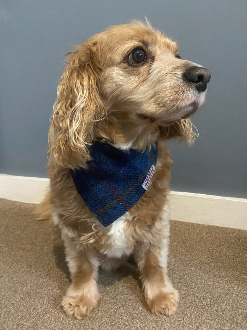 Harris Tweed dog bandana in a navy blue check / tartan Sizes S M L XL pet scarf