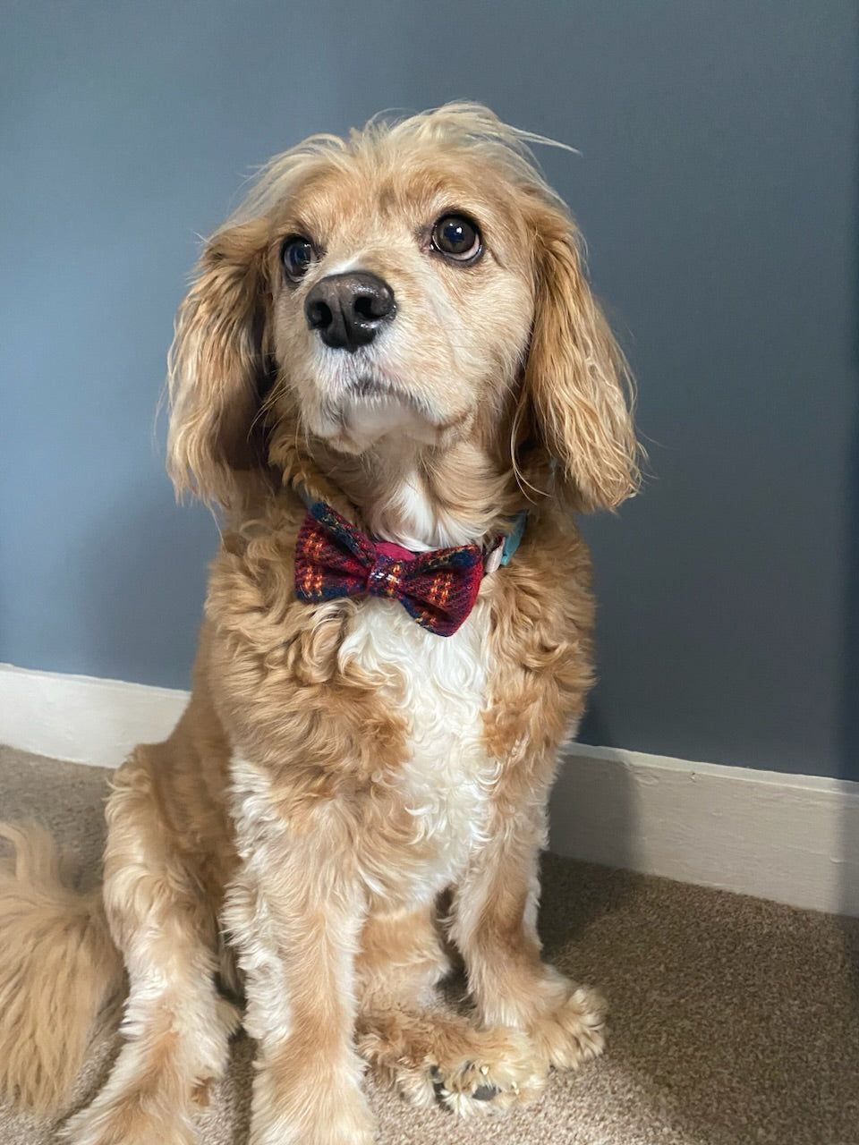 Harris Tweed Bow Dog Collar / Bow tie red and yellow check tartan