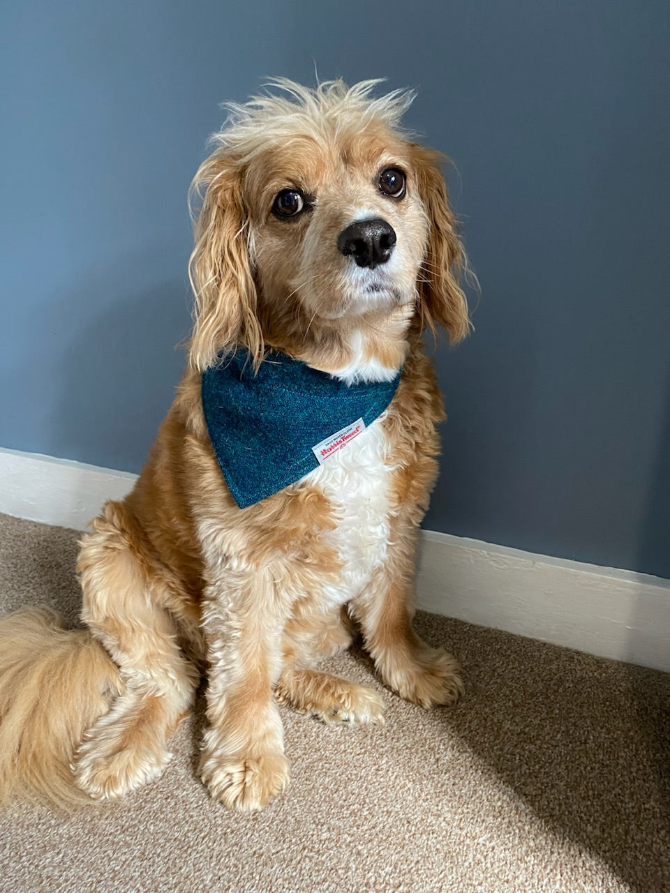 Harris Tweed dog bandana in a plain teal blue / green. Sizes S M L XL pet scarf