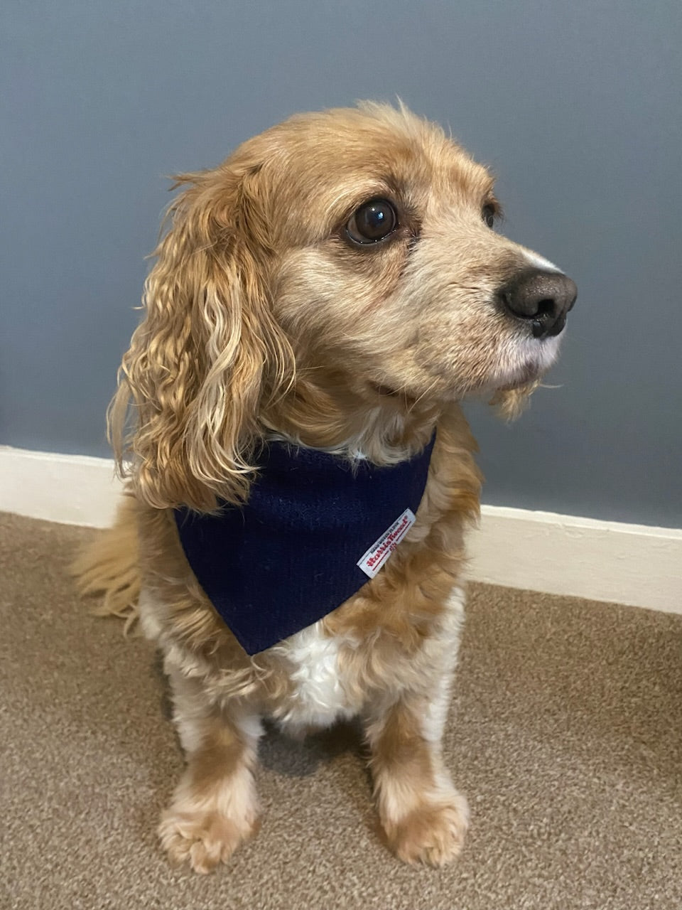 Harris Tweed dog bandana neckerchief navy blue Sizes S M L XL pet scarf