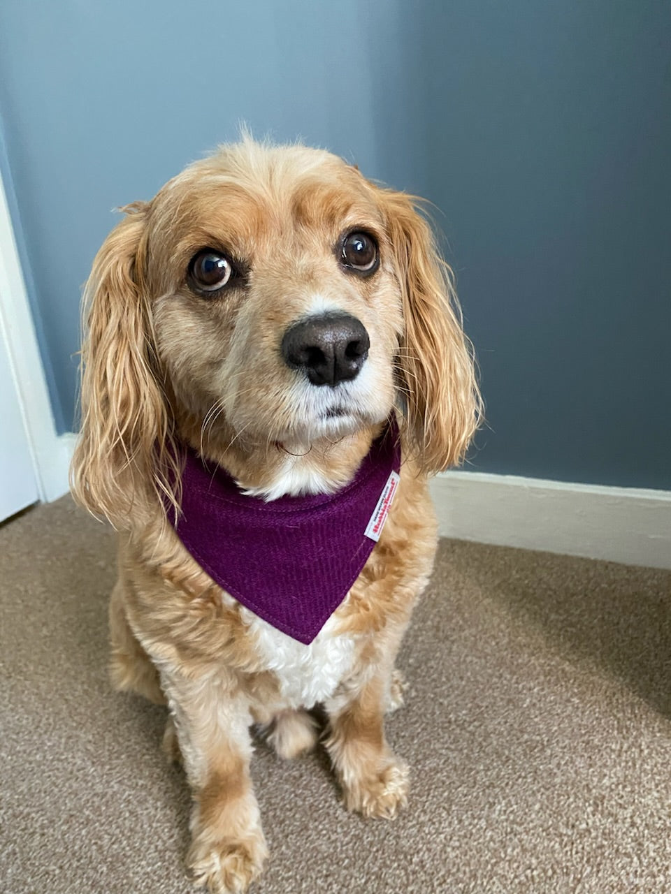 Harris Tweed dog bandana neckerchief in bright pink / purple Sizes S M L XL pet scarf