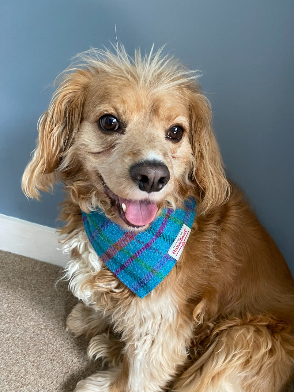 Harris Tweed dog bandana neckerchief in bright sky blue check tartan pattern. Sizes S M L XL pet scarf