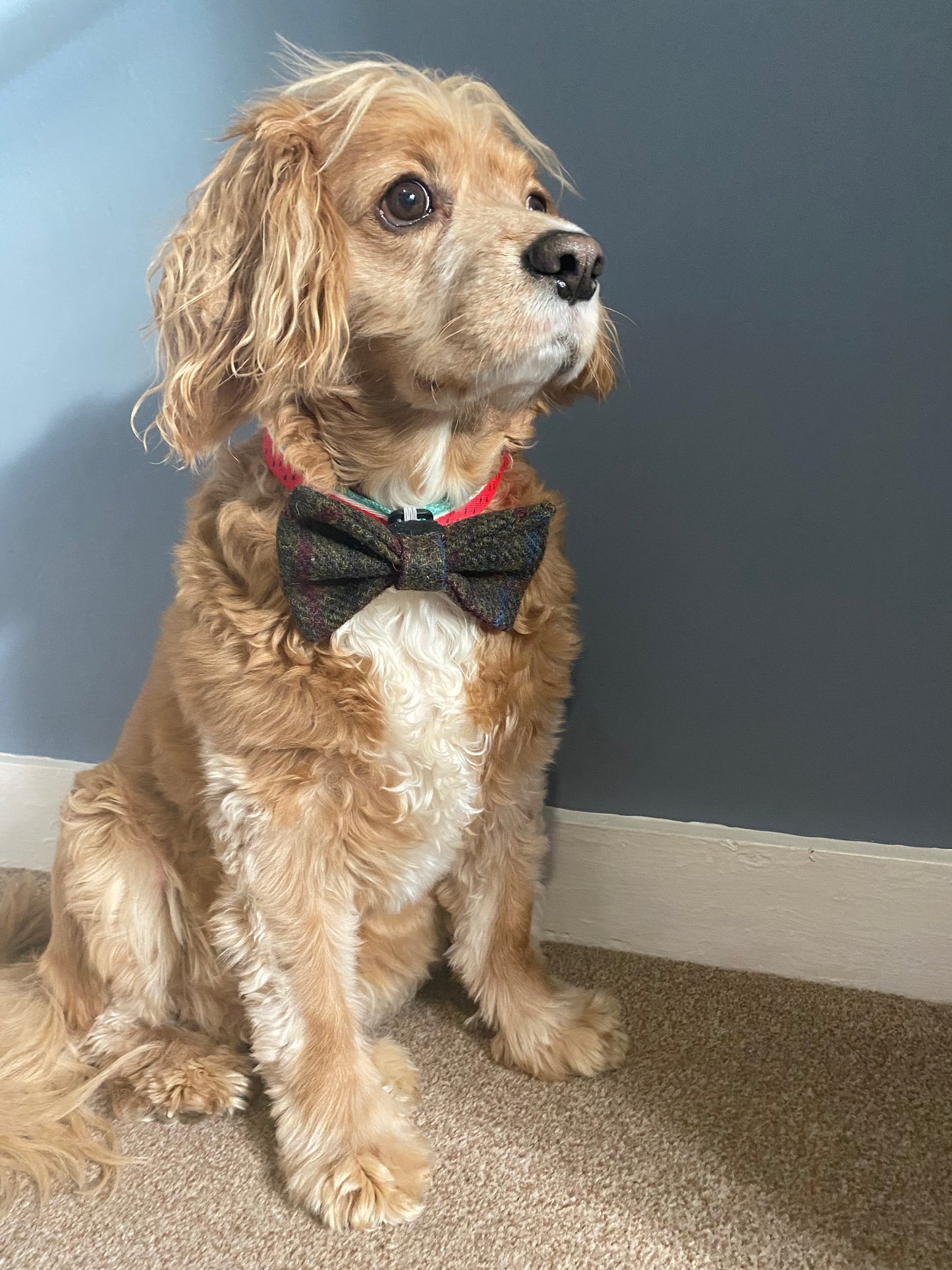 Harris Tweed Dickie Bow Tie Dog Collar Charm in green & red check tartan