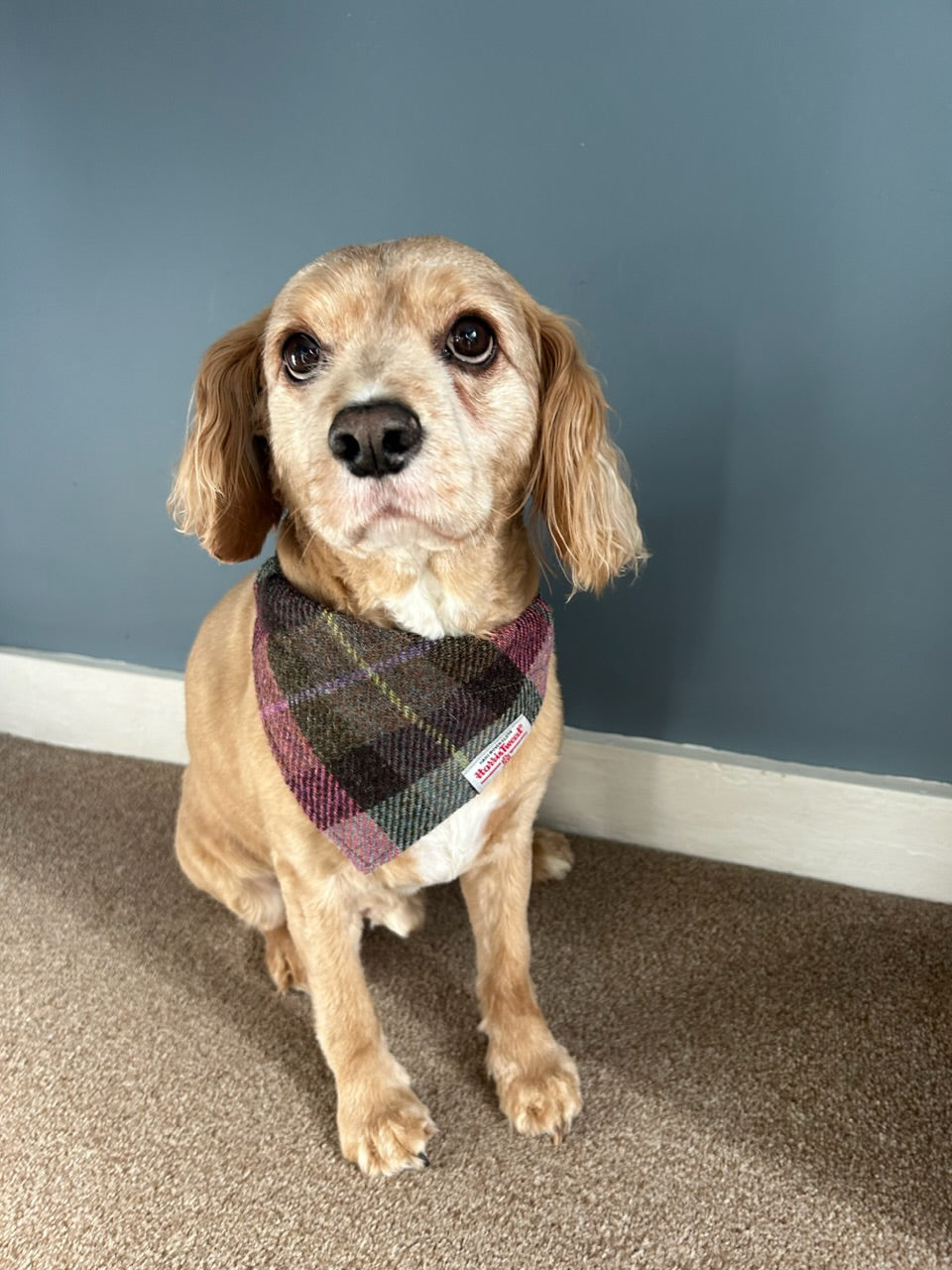 Harris Tweed dog bandana neckerchief in a pink and grey check, tartan pattern. Sizes S M L XL pet scarf