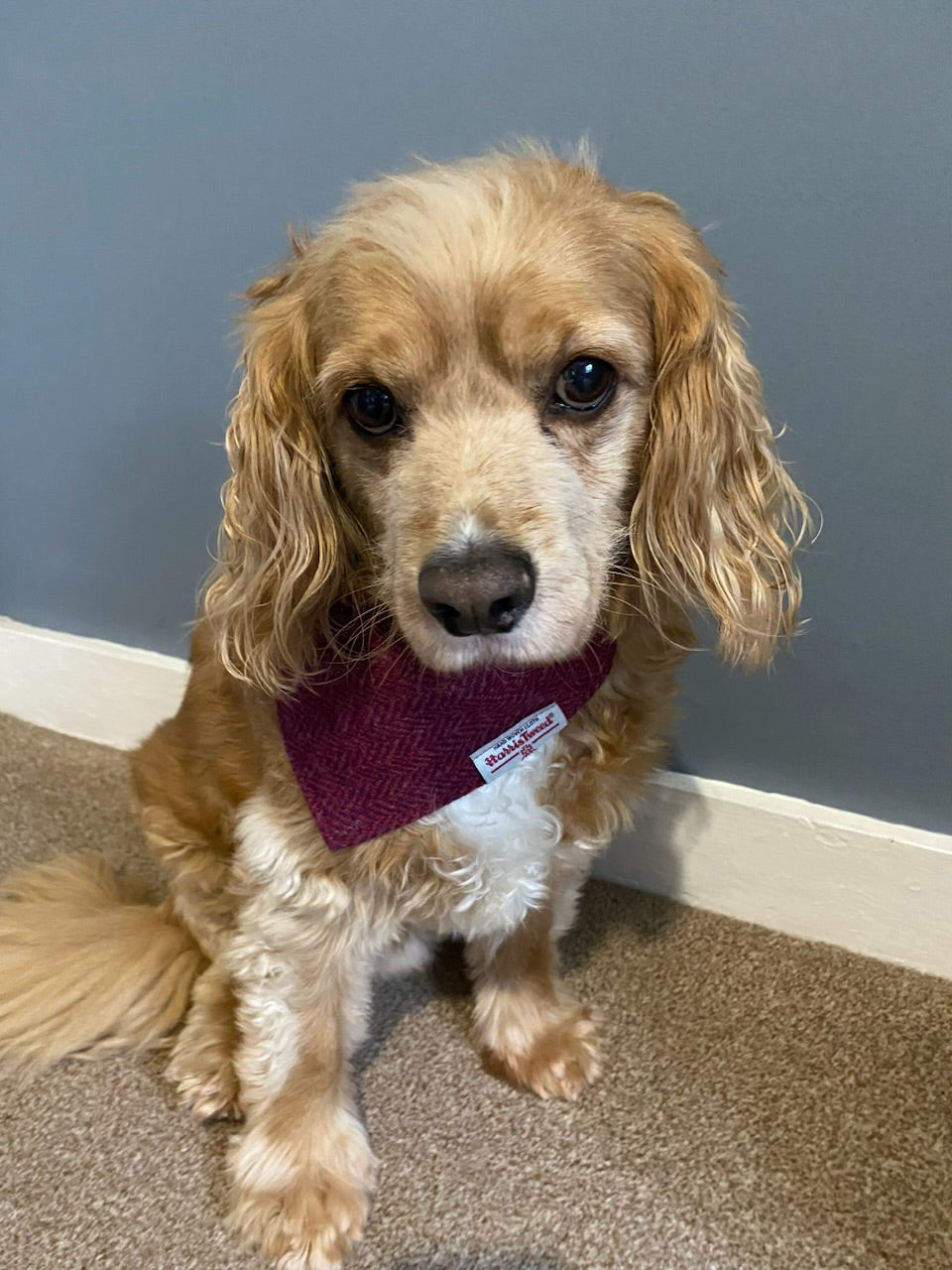 Harris Tweed dog bandana neckerchief red herringbone chevron Sizes S M L XL pet scarf