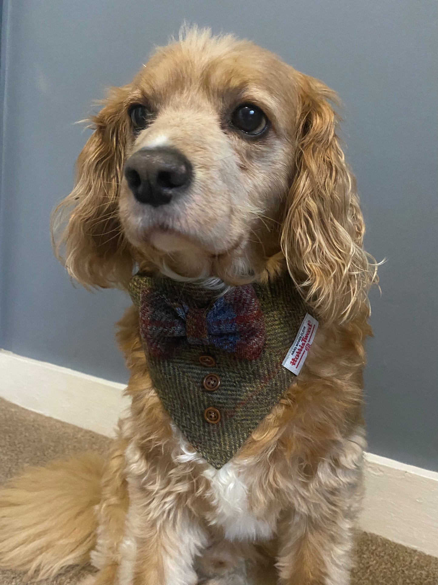 Harris Tweed wedding tux dog bandana neckerchief & bow green herringbone Sizes S M L XL pet scarf