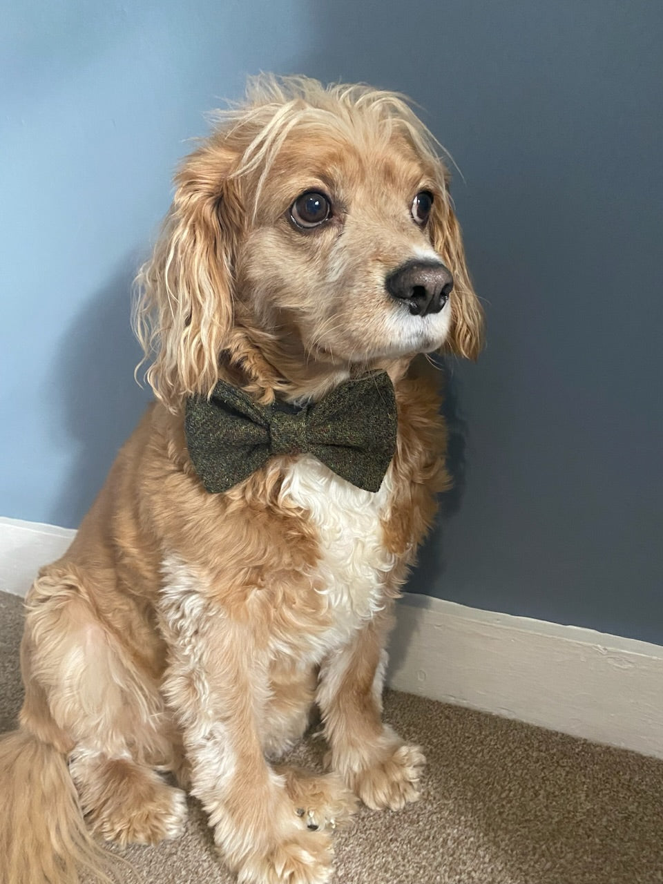 Harris Tweed Dog Collar Dickie Bow Tie Charm Moss Green Marl Pet Neckwear