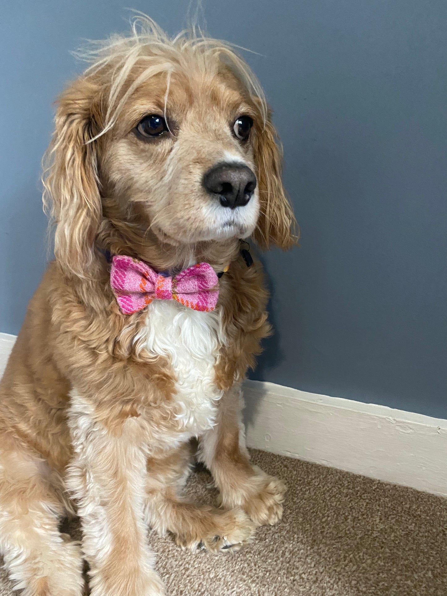 Harris Tweed Dickie Bow Tie Dog Collar Charm in baby pink check tartan