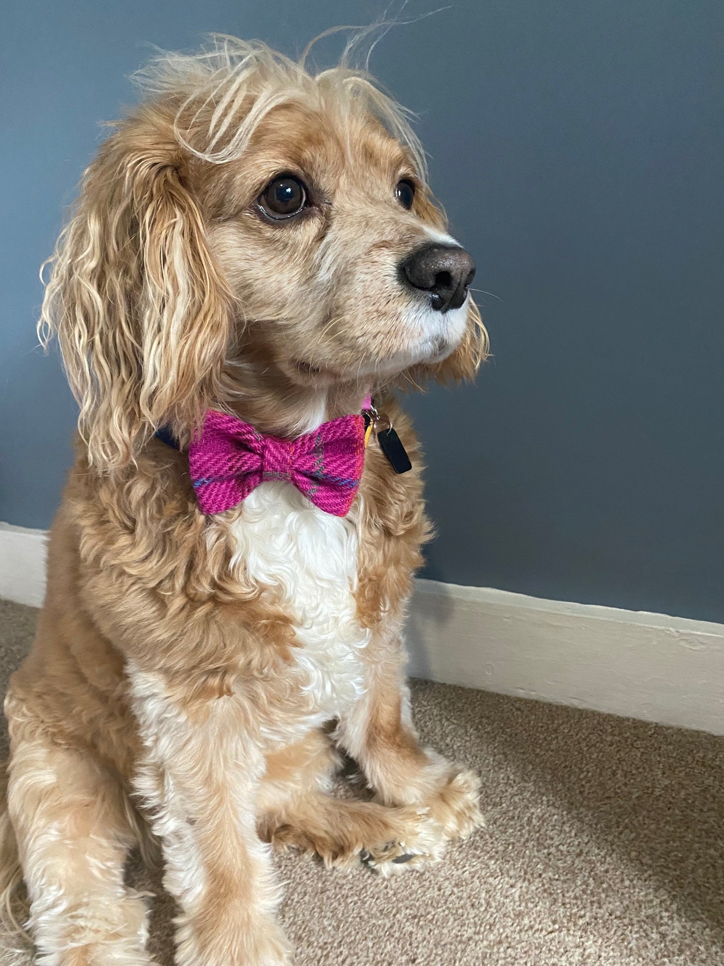 Harris Tweed Dickie Bow Tie Dog Collar Charm in bright pink check / tartan