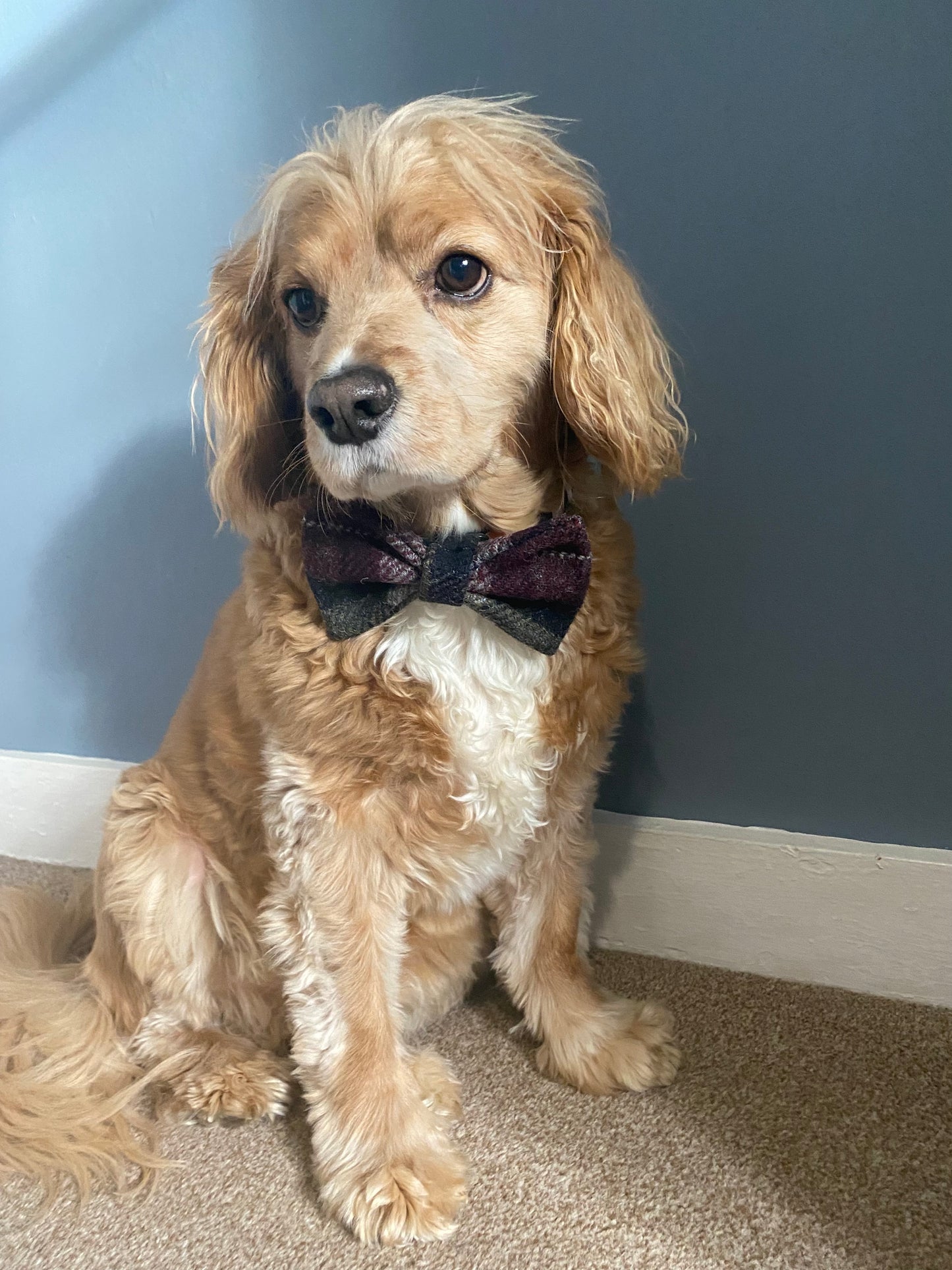 Harris Tweed Dog Collar Dickie Bow Tie in green, red & black check tartan