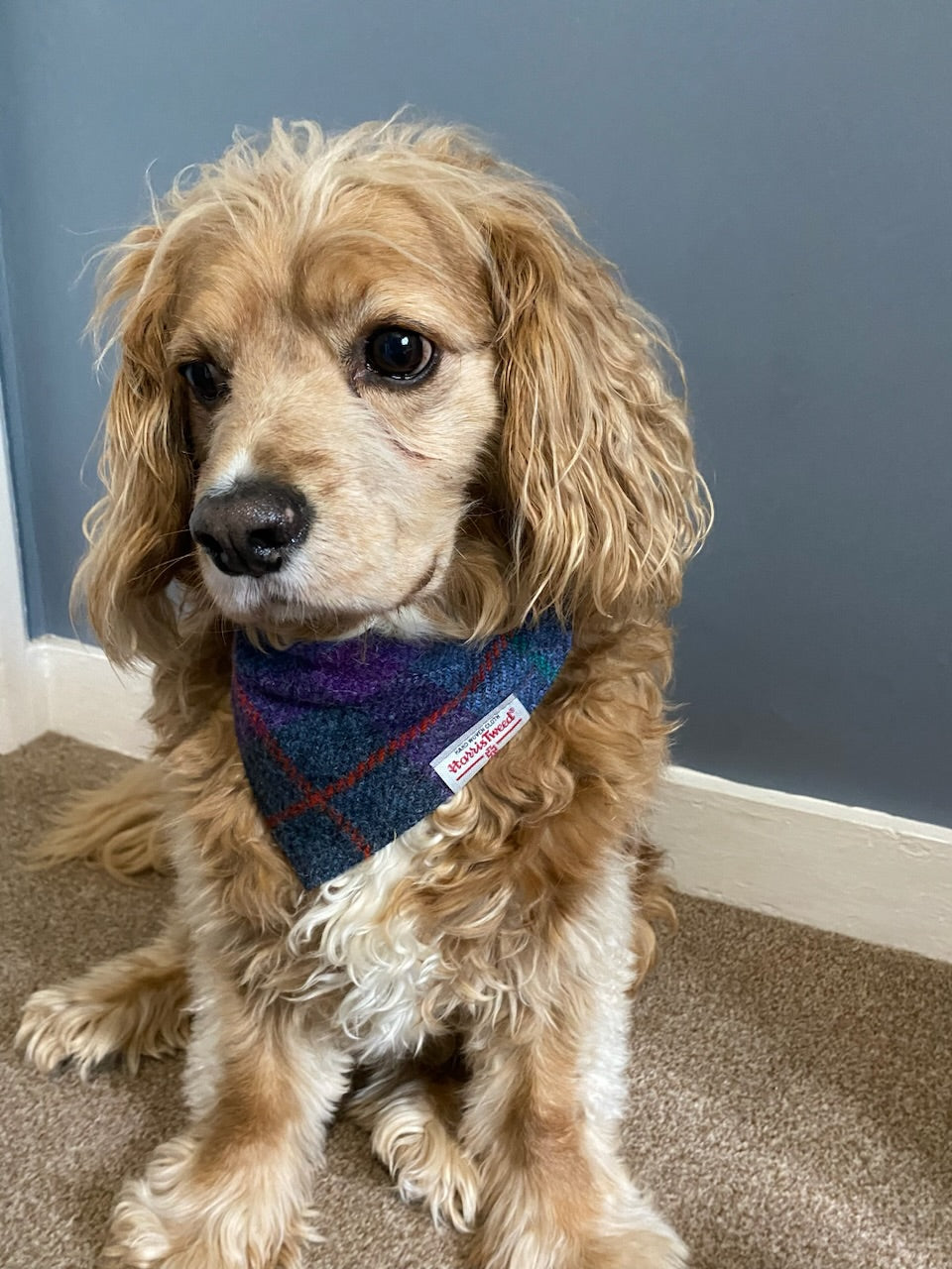 Harris Tweed dog bandana neckerchief in purple and grey check tartan pattern. Sizes S M L XL pet scarf