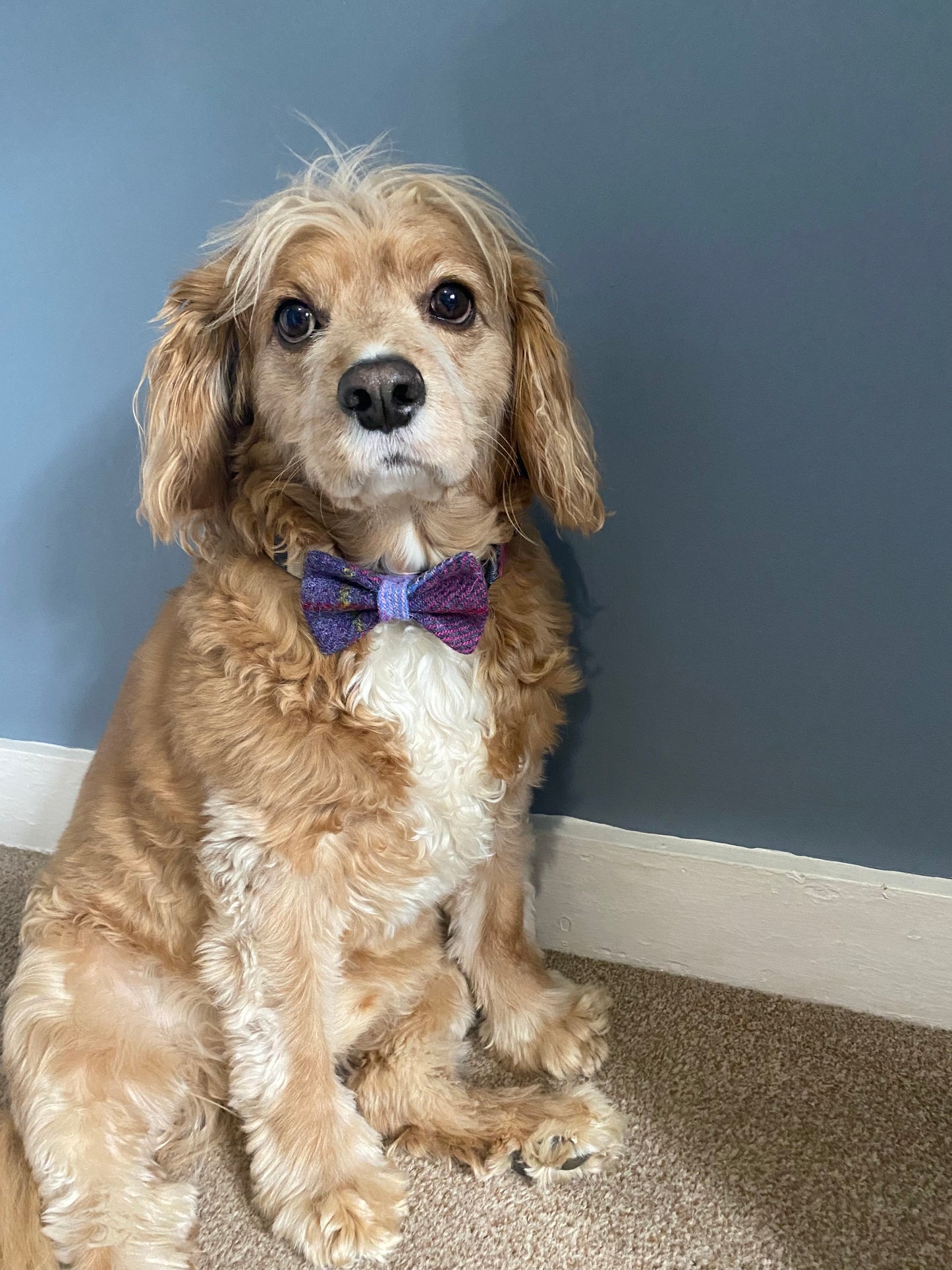 Harris Tweed Dickie Bow Tie Dog Collar Charm in pink & purple check tartan