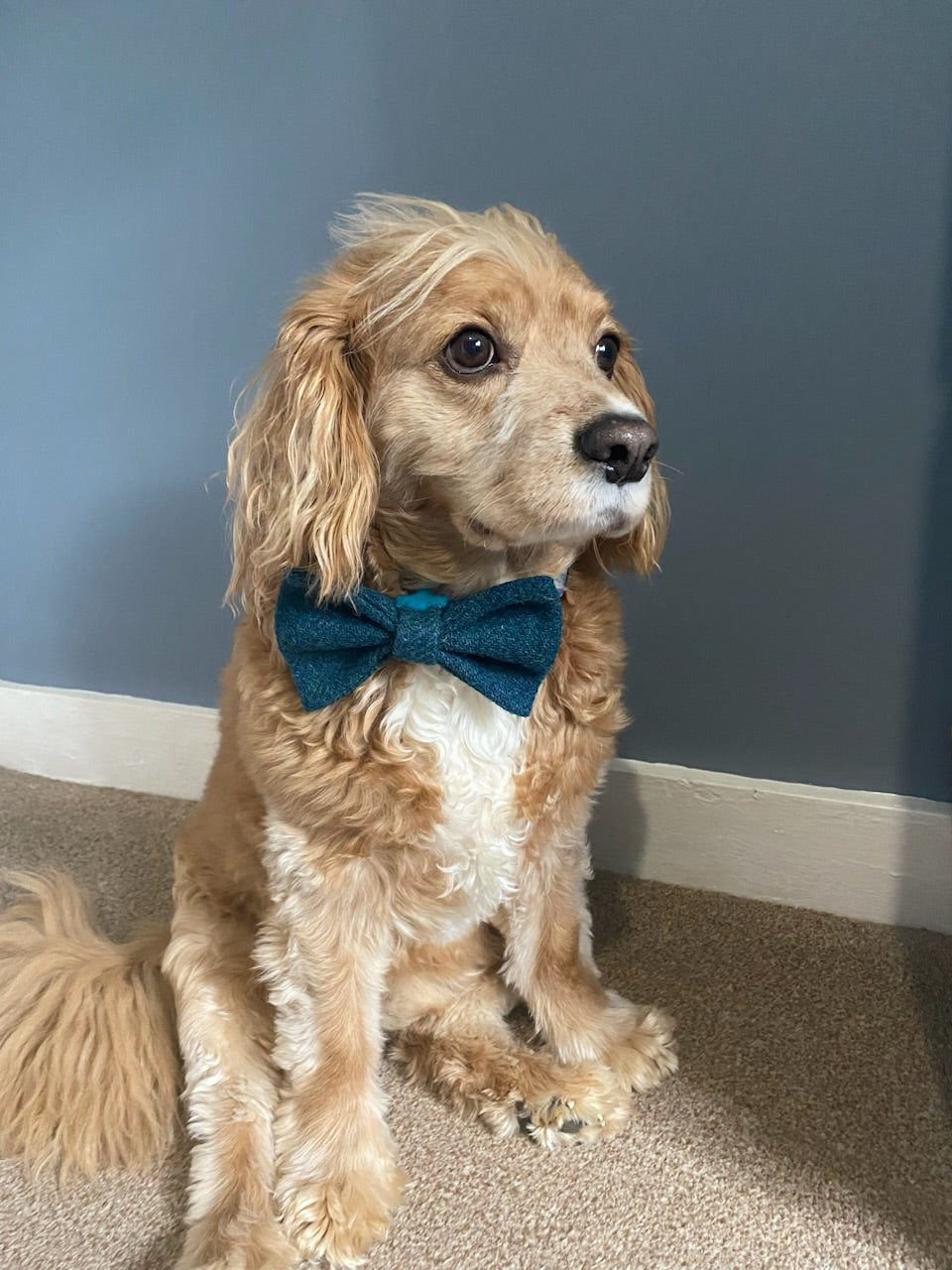 Harris Tweed Dickie Bow Tie Dog Collar Charm in blue / green teal