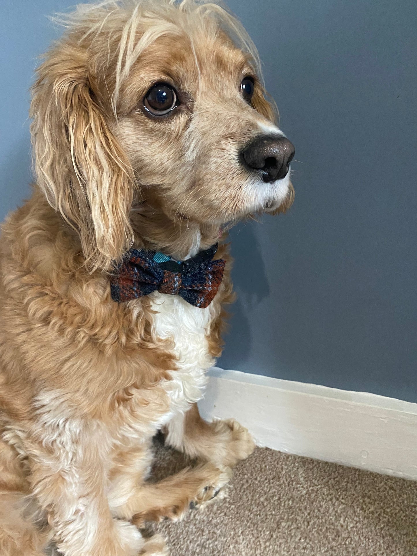 Harris Tweed Dickie Bow Tie Dog Collar Charm grey & orange check tartan