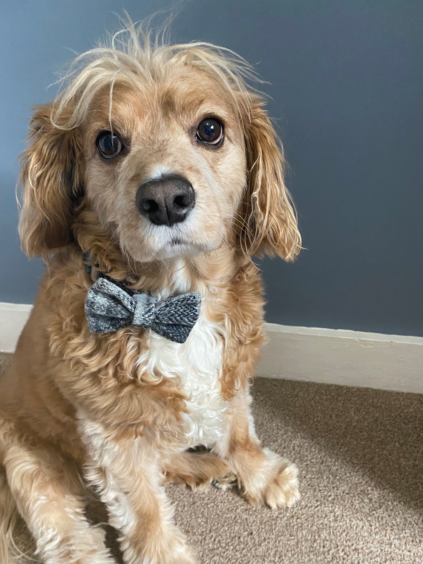 Harris Tweed Grey Tartan Check Dog Collar Dickie Bow Tie Charm