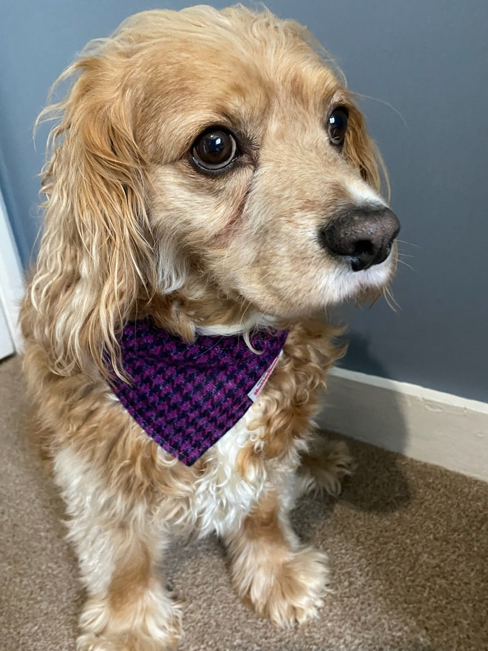 Harris Tweed dog bandana neckerchief in bright pink / purple and black in houndstooth dogtooth check pattern. Sizes S M L XL  pet scarf