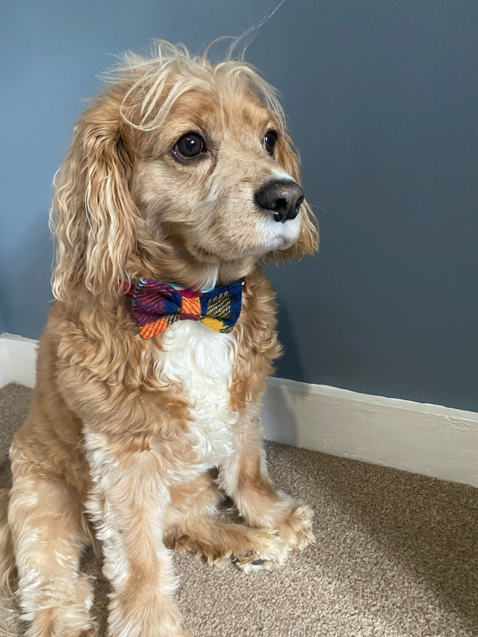 Harris Tweed Bow Dog Collar bow tie yellow, red, blue, orange check tartan