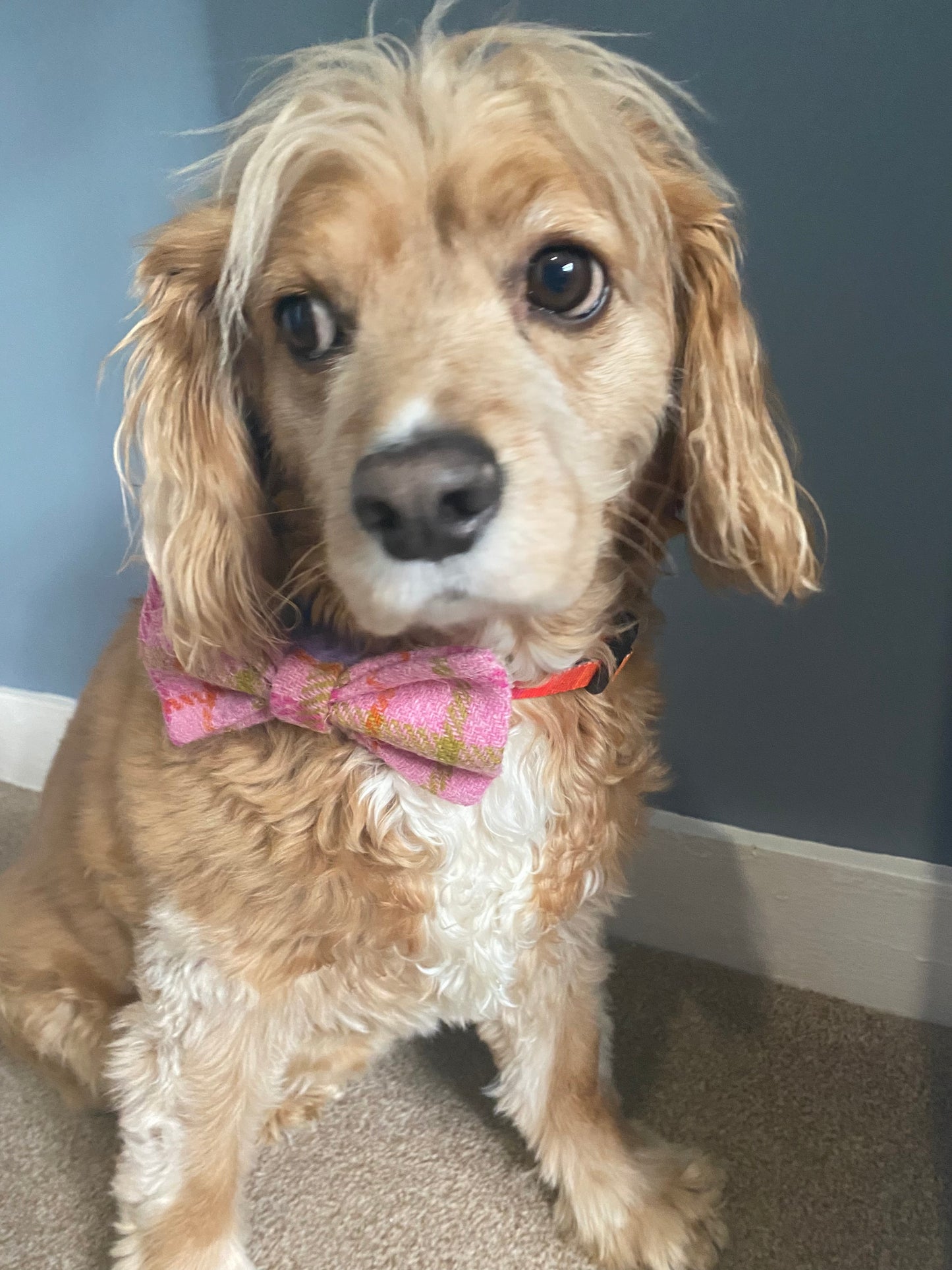 Harris Tweed Dickie Bow Tie Dog Collar Charm in baby pink check tartan