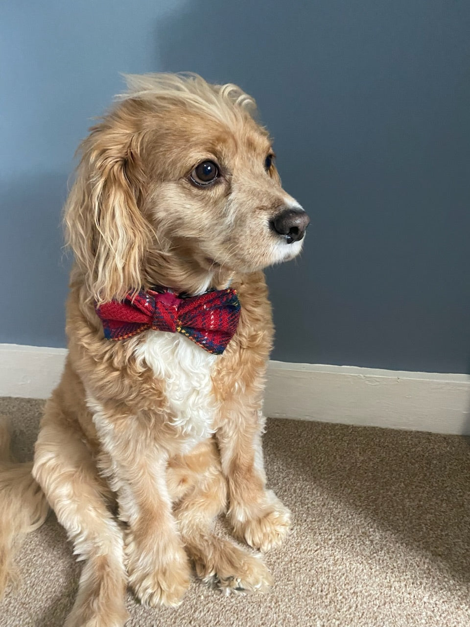 Harris Tweed Bow Dog Collar / Bow tie red and yellow check tartan