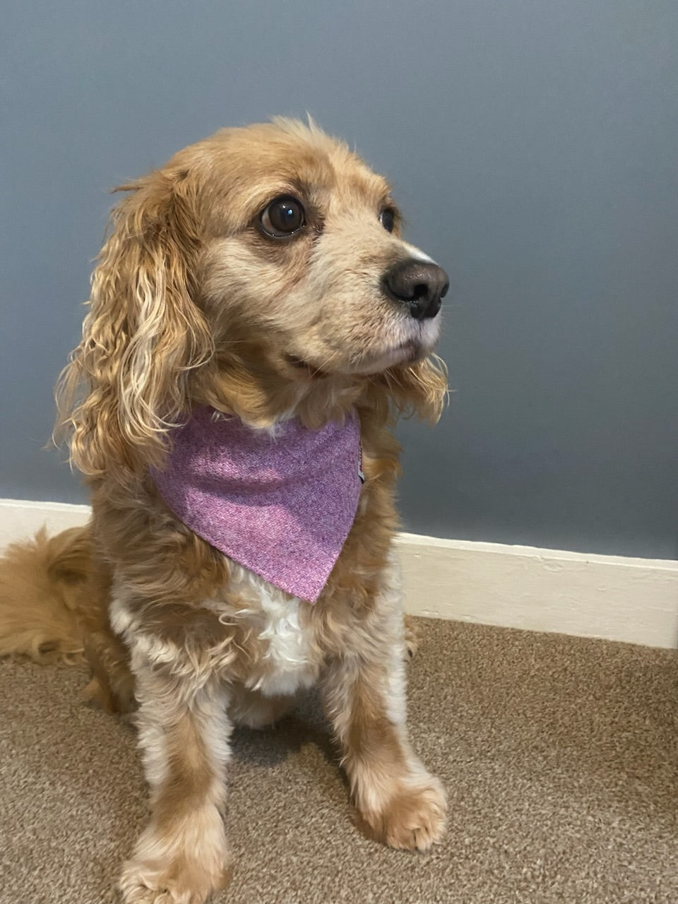 Harris Tweed dog bandana neckerchief baby pink Sizes S M L XL pet scarf