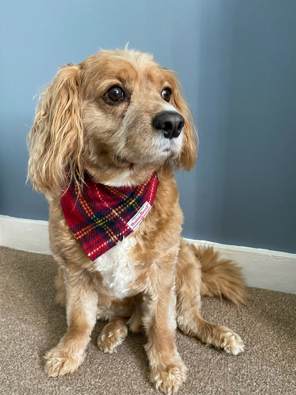 Harris Tweed dog Bandana neckerchief in red yellow blue check tartan pattern. Sizes S M L XL pet scarf