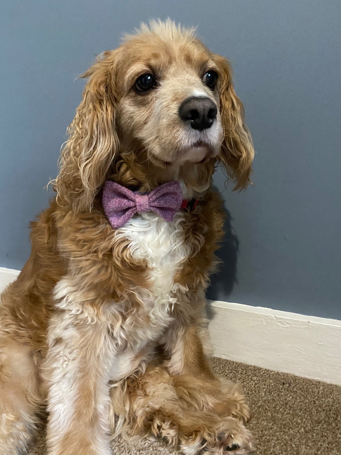 Harris Tweed Bow Dog Collar Baby Pink dickie bow tie charm