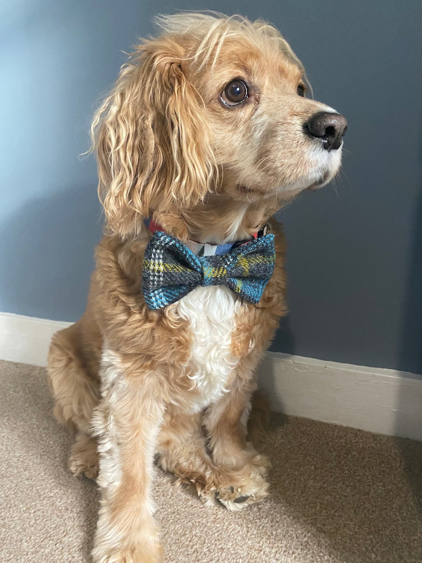 Harris Tweed Dickie Bow Tie Dog Collar Charm in grey & blue check tartan