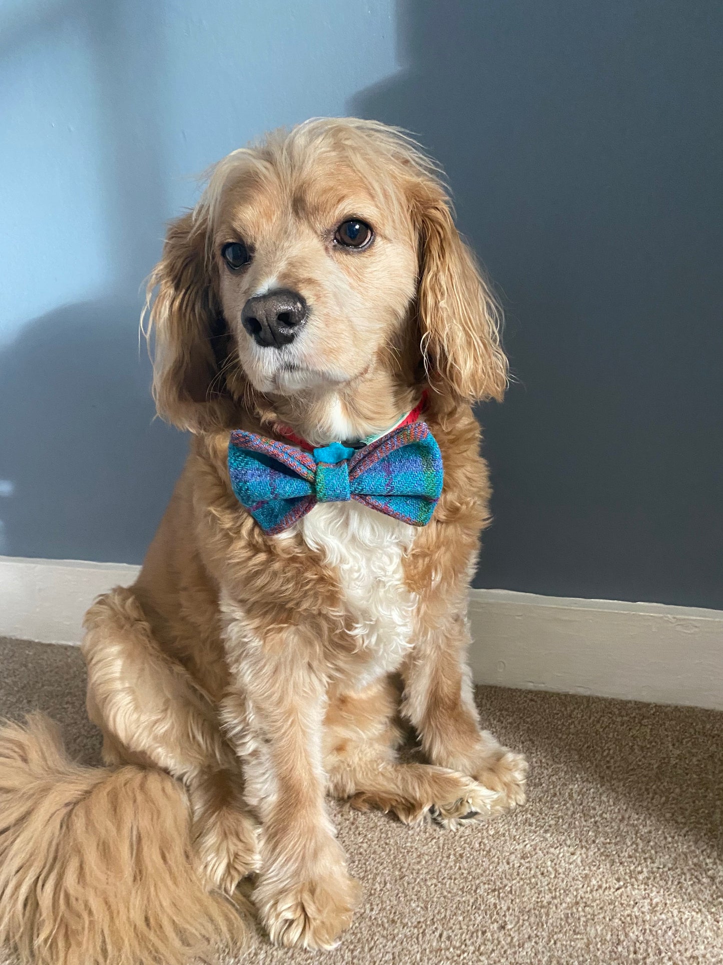 Harris Tweed Dog Collar Dickie Bow Tie Charm in bright blue check pattern pet neckwear