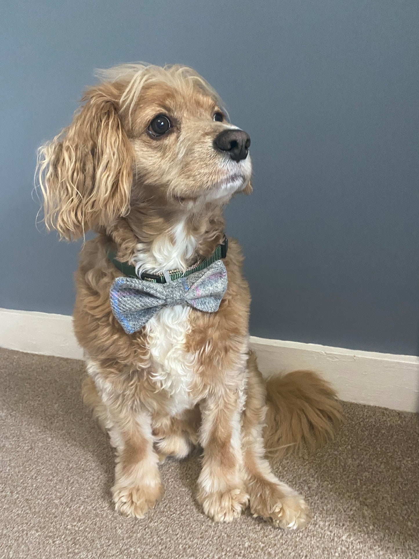 Harris Tweed Dickie Bow Tie Dog Collar Charm in grey pink check tartan