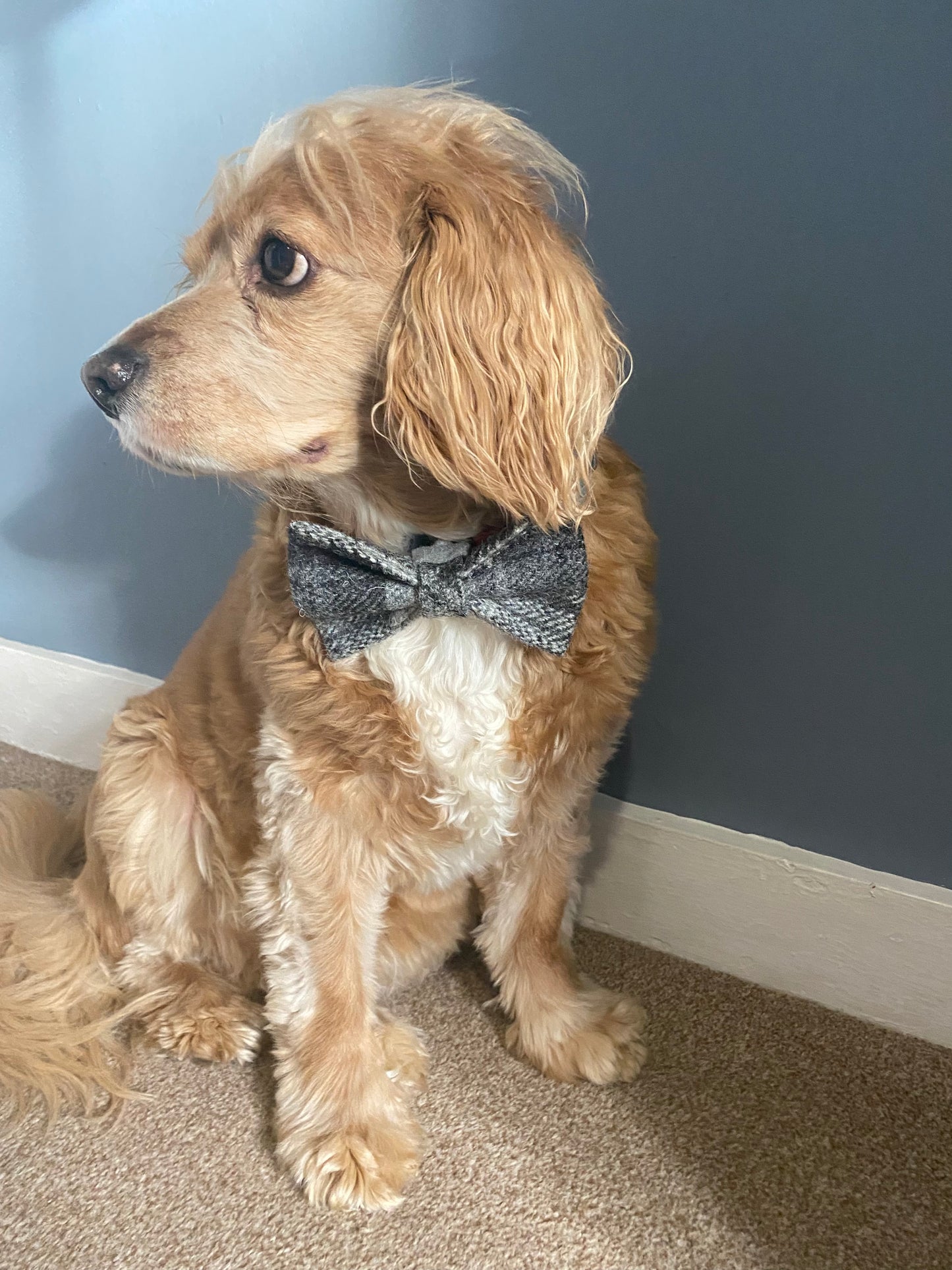 Harris Tweed Grey Tartan Check Dog Collar Dickie Bow Tie Charm