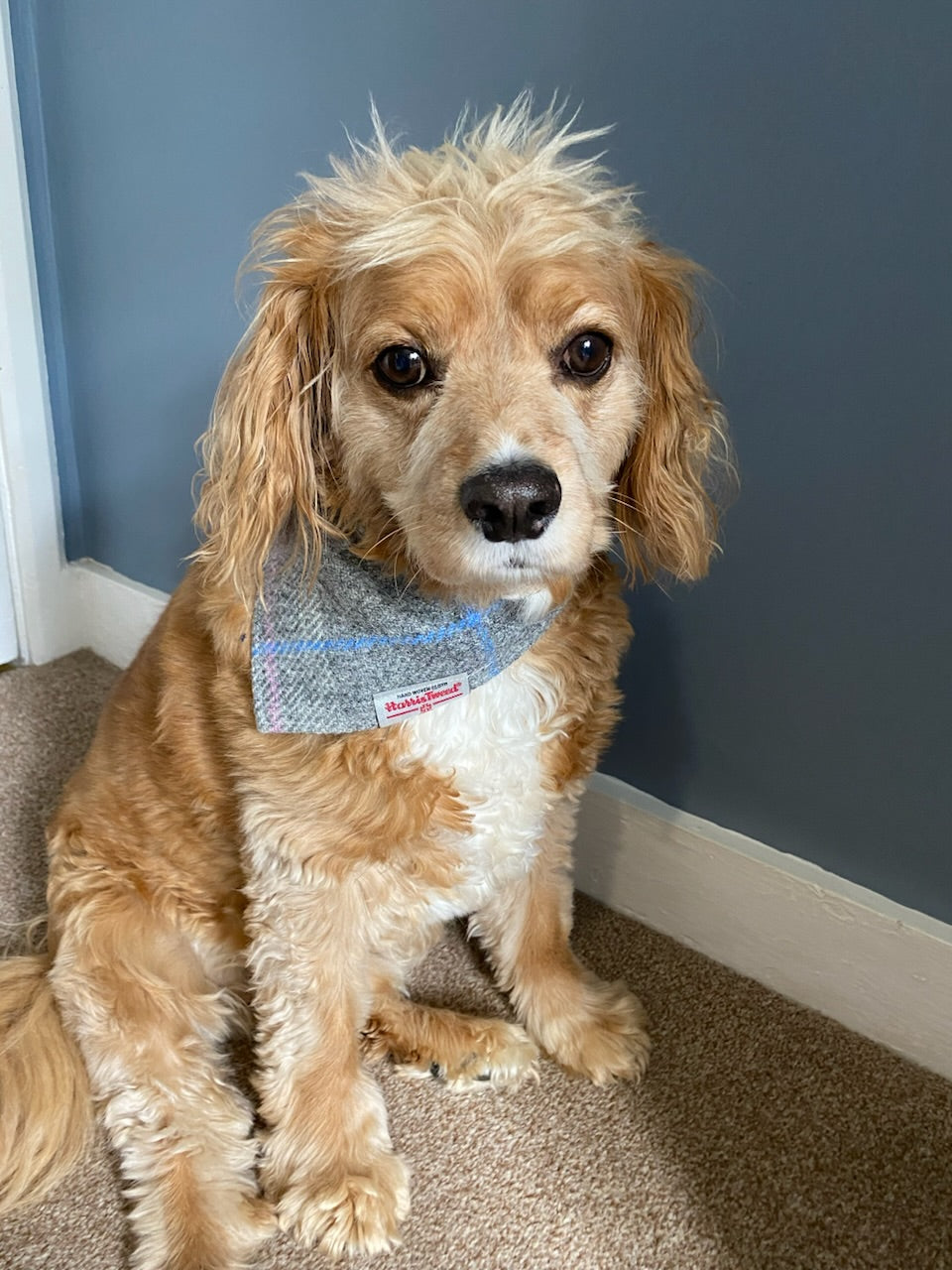 Harris Tweed dog bandana neckerchief in grey and pink check tartan. Sizes S M L XL pet scarf