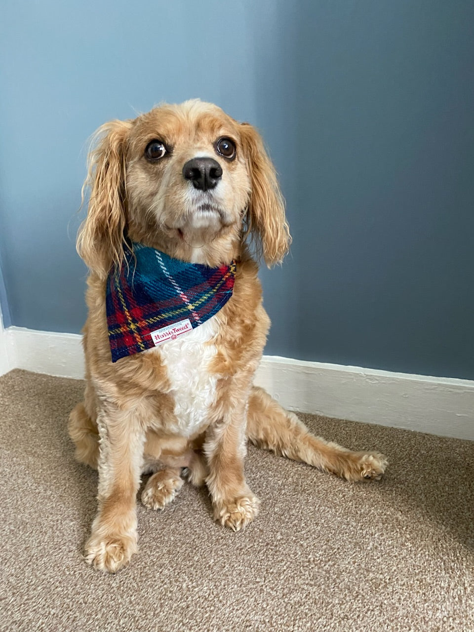 Harris Tweed dog bandana neckerchief in blue and red check / tartan pattern. Sizes S M L XL pet scarf