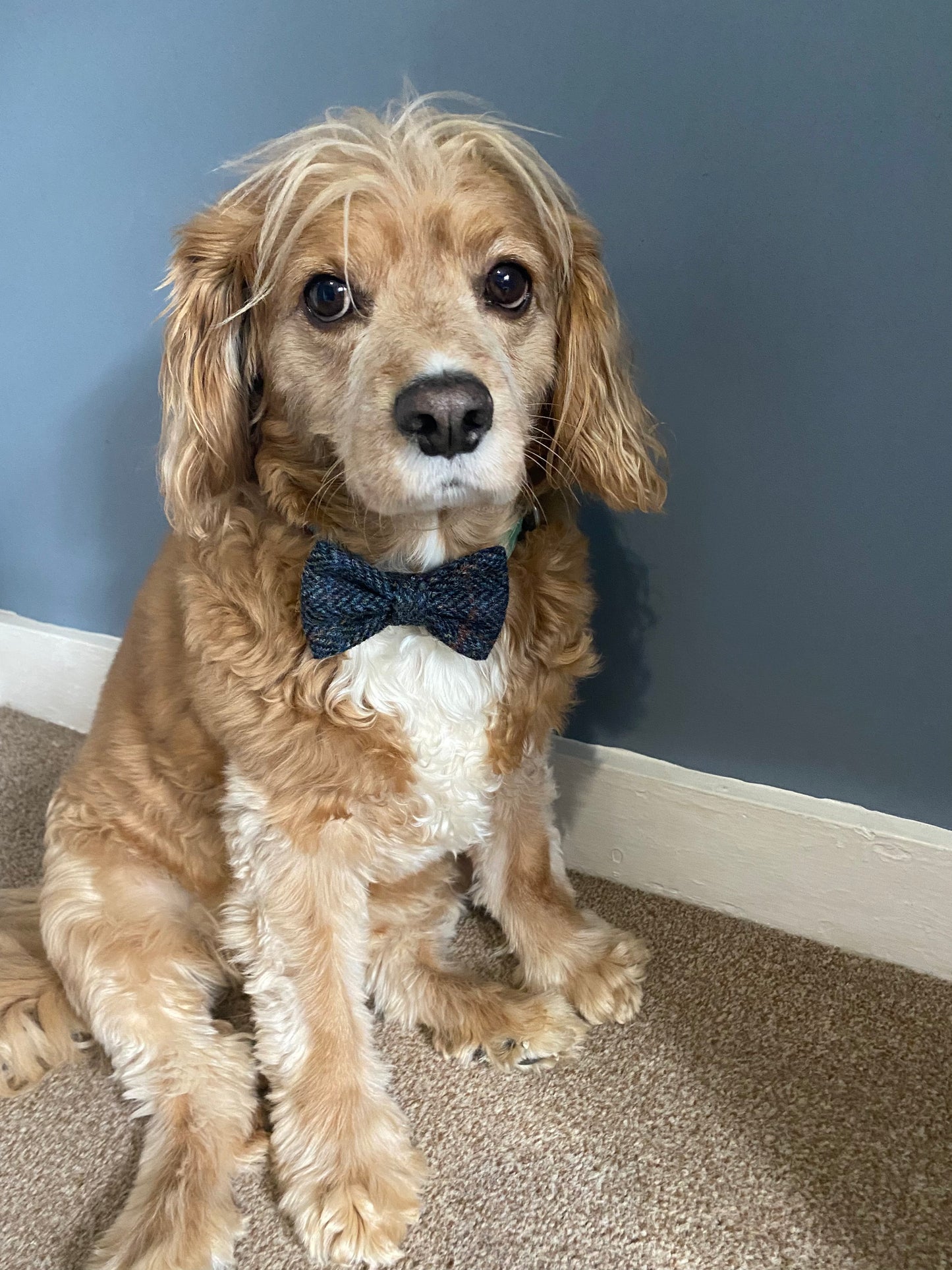 Harris Tweed Dog Collar Dickie Bow Tie Charm in charcoal grey & black herringbone / chevron pattern pet neckwear