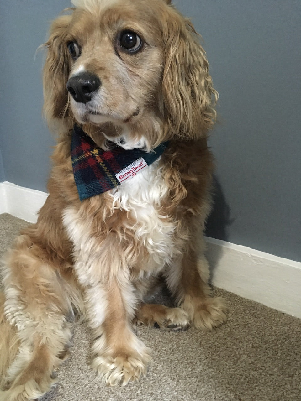 Harris Tweed dog bandana neckerchief in blue and red check / tartan pattern. Sizes S M L XL pet scarf