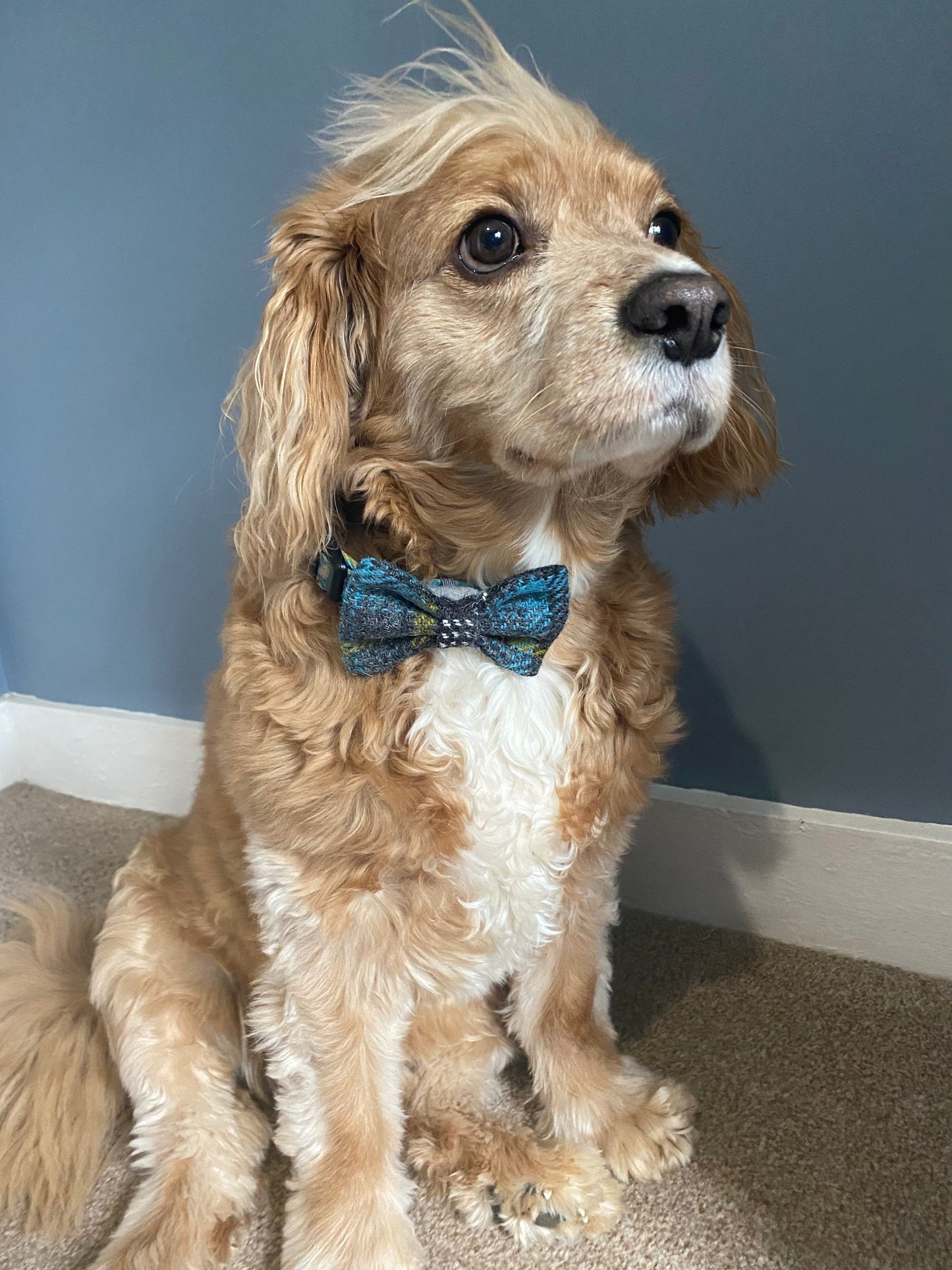 Harris Tweed Dickie Bow Tie Dog Collar Charm in grey & blue check tartan