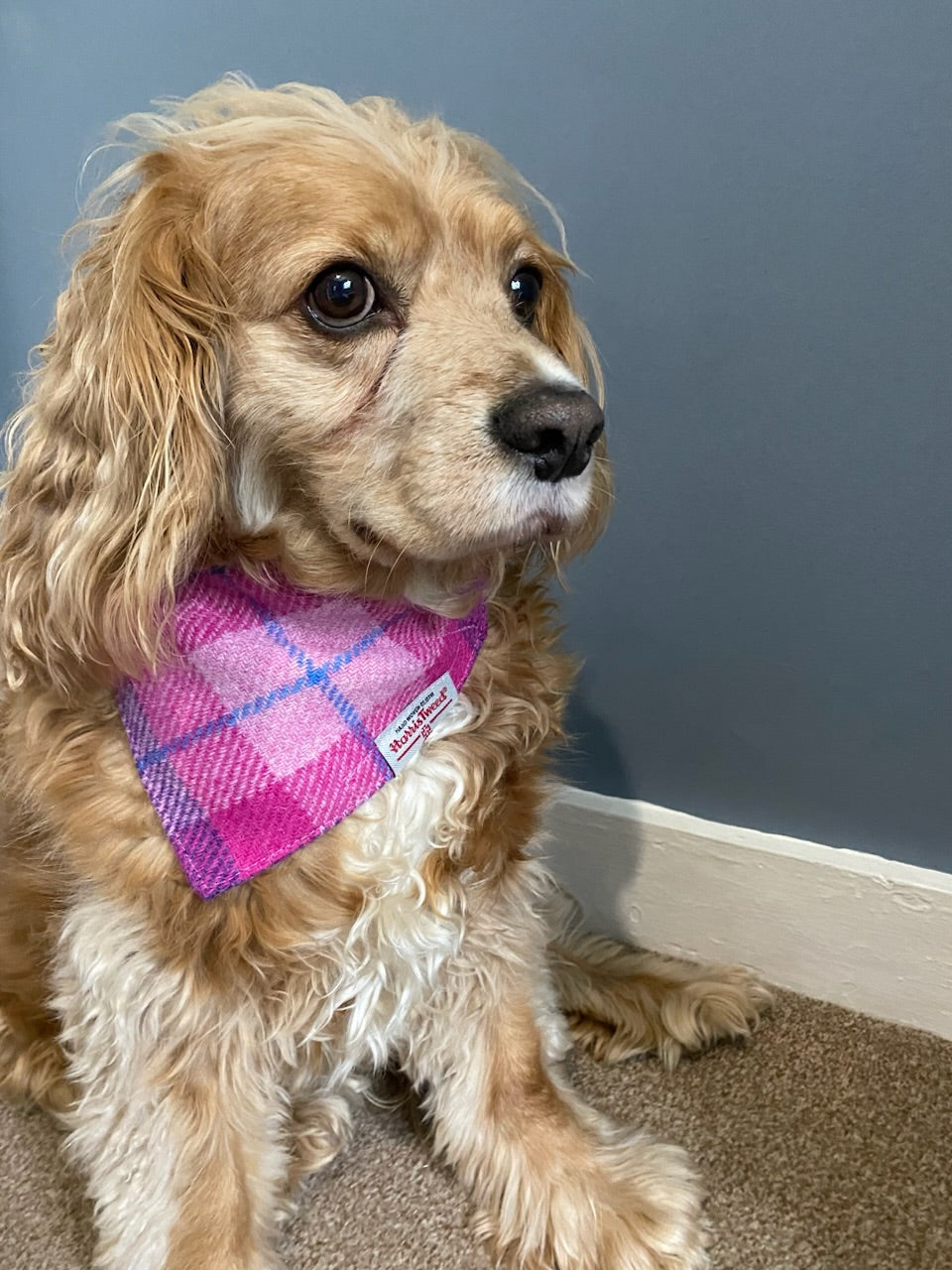 Harris Tweed dog bandana in a bright pink and purple check / tartan Sizes S M L XL pet scarf