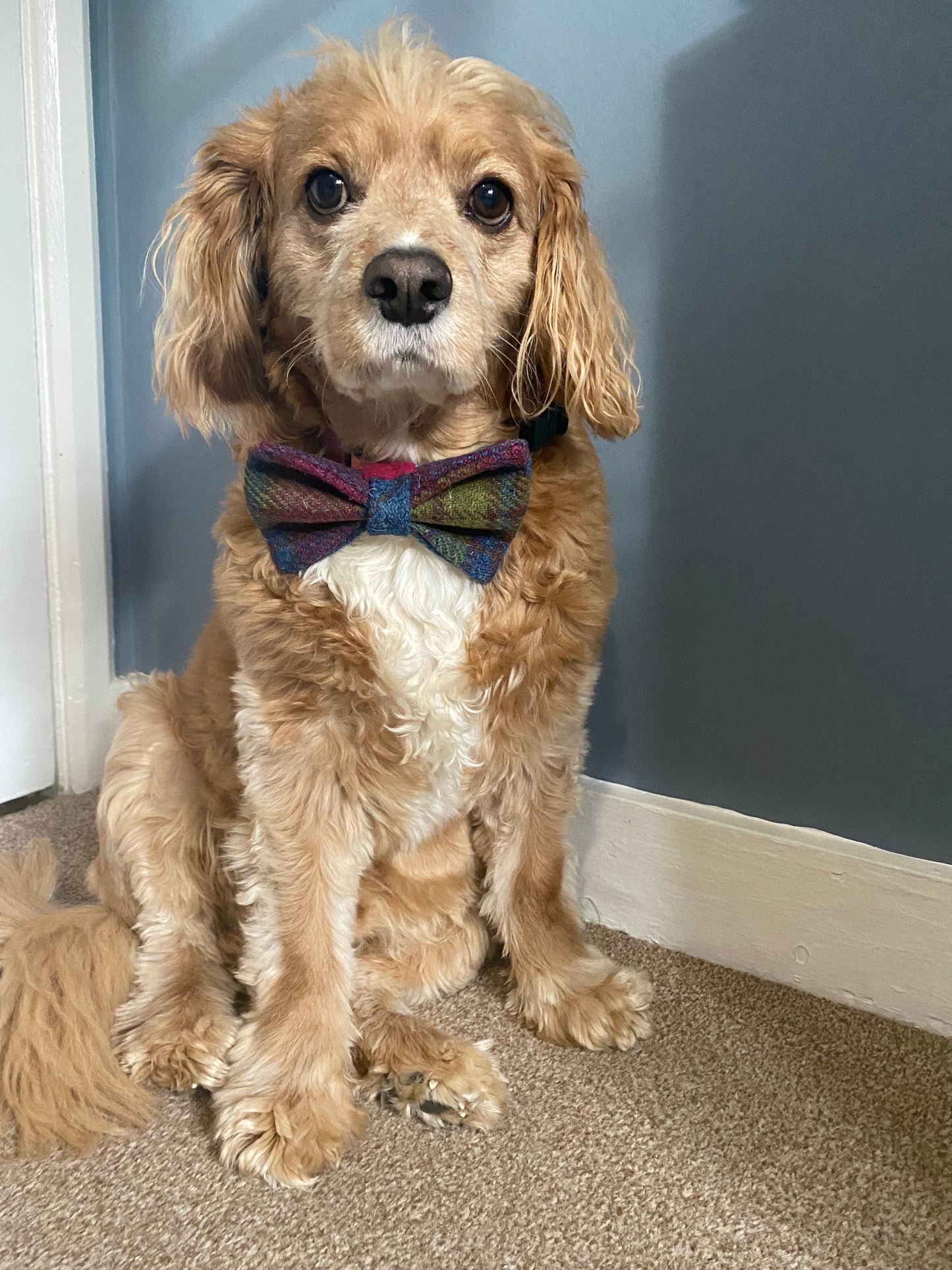 Harris Tweed Dickie Bow Tie Dog Collar Charm red, green & blue check tartan charm