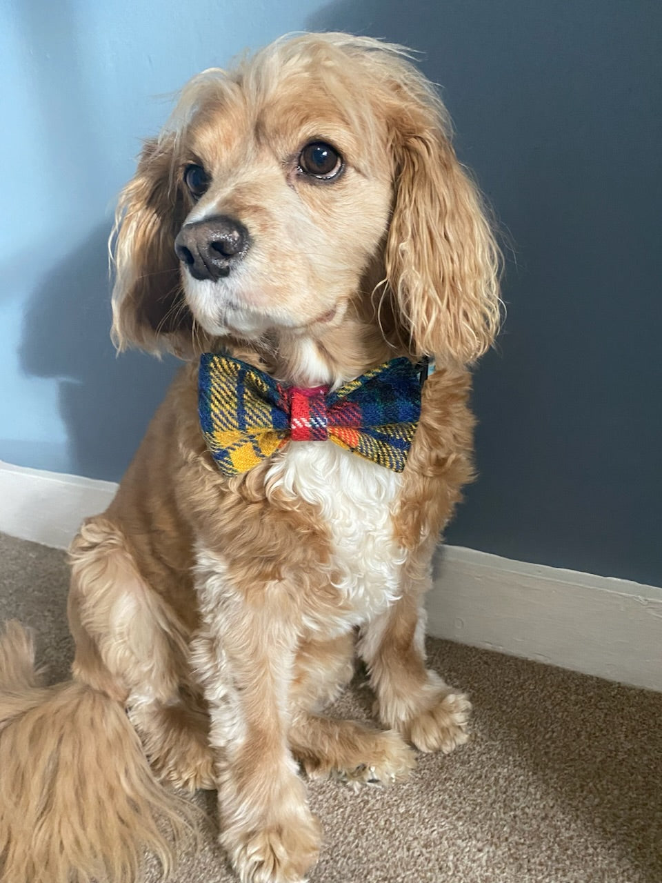 Harris Tweed Bow Dog Collar bow tie yellow, red, blue, orange check tartan