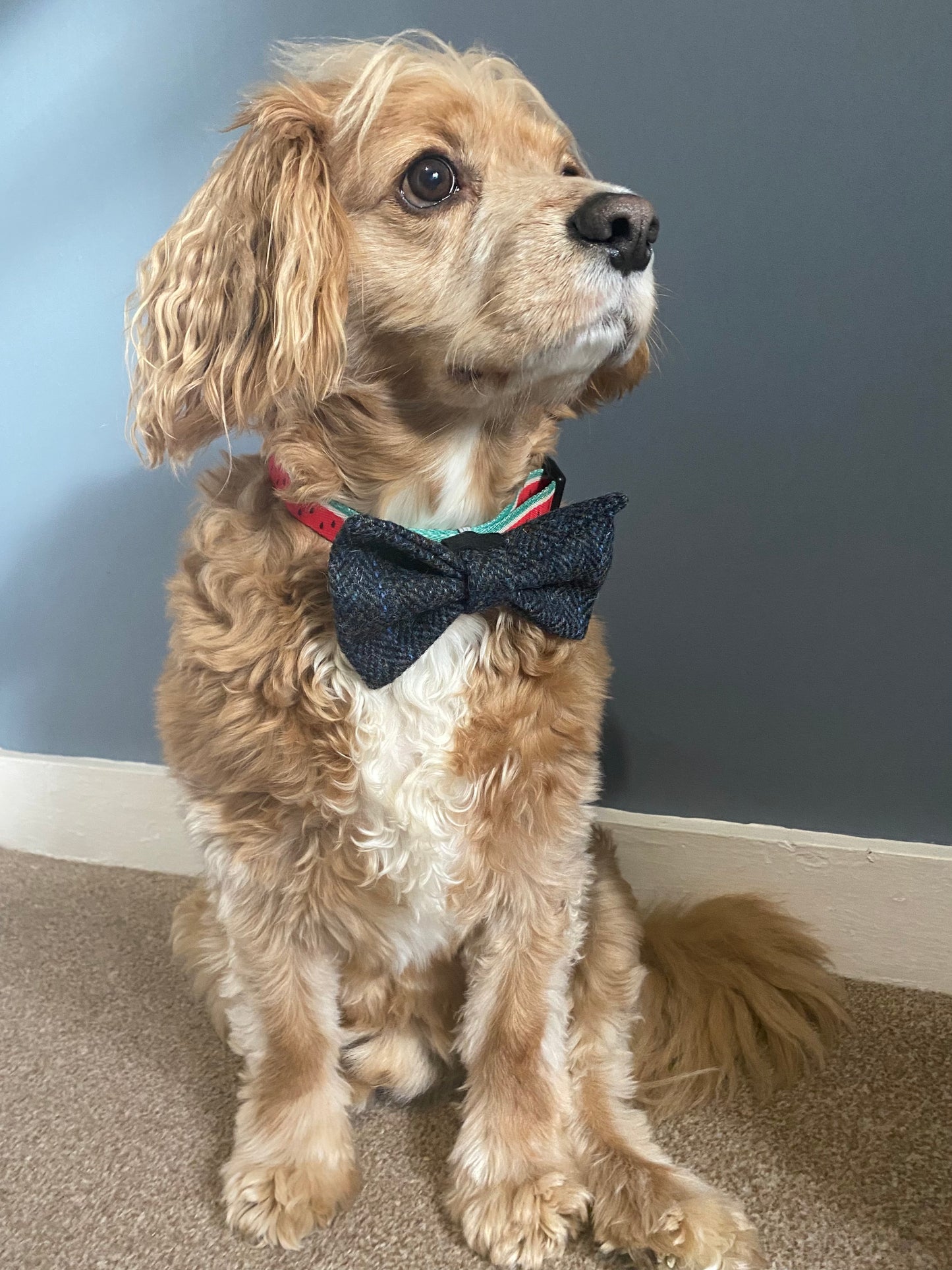 Harris Tweed Dog Collar Dickie Bow Tie Charm in charcoal grey & black herringbone / chevron pattern pet neckwear