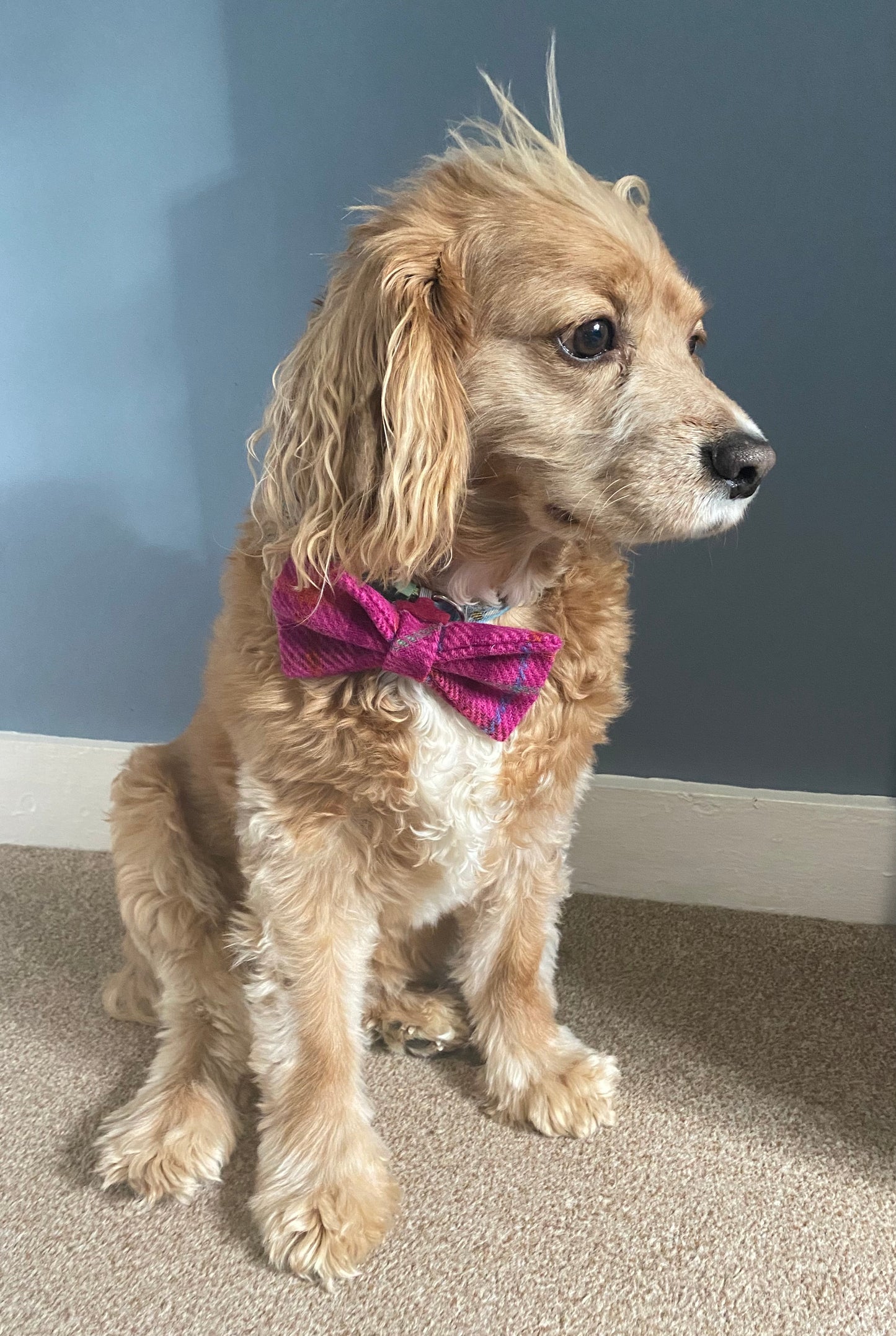 Harris Tweed Dickie Bow Tie Dog Collar Charm in bright pink check / tartan