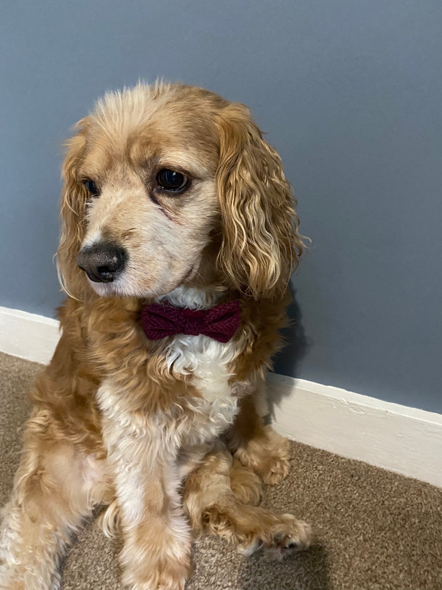 Harris Tweed Bow Dog Collar red herringbone dickie bow tie charm