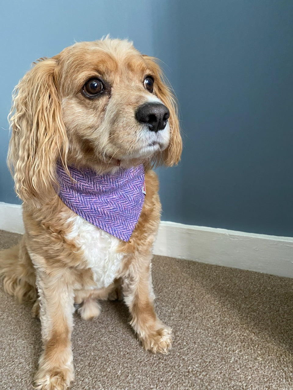 Harris Tweed dog bandana neckerchief in pink Herringbone chevron pattern. Sizes S M L XL pet scarf