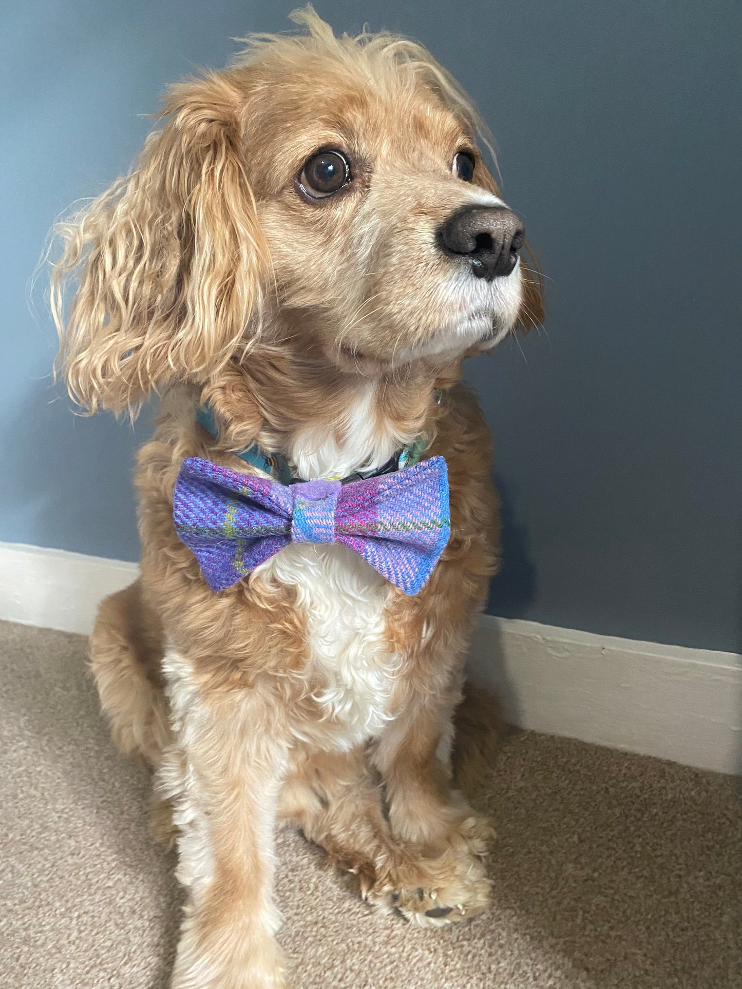 Harris Tweed Dickie Bow Tie Dog Collar Charm in pink & purple check tartan