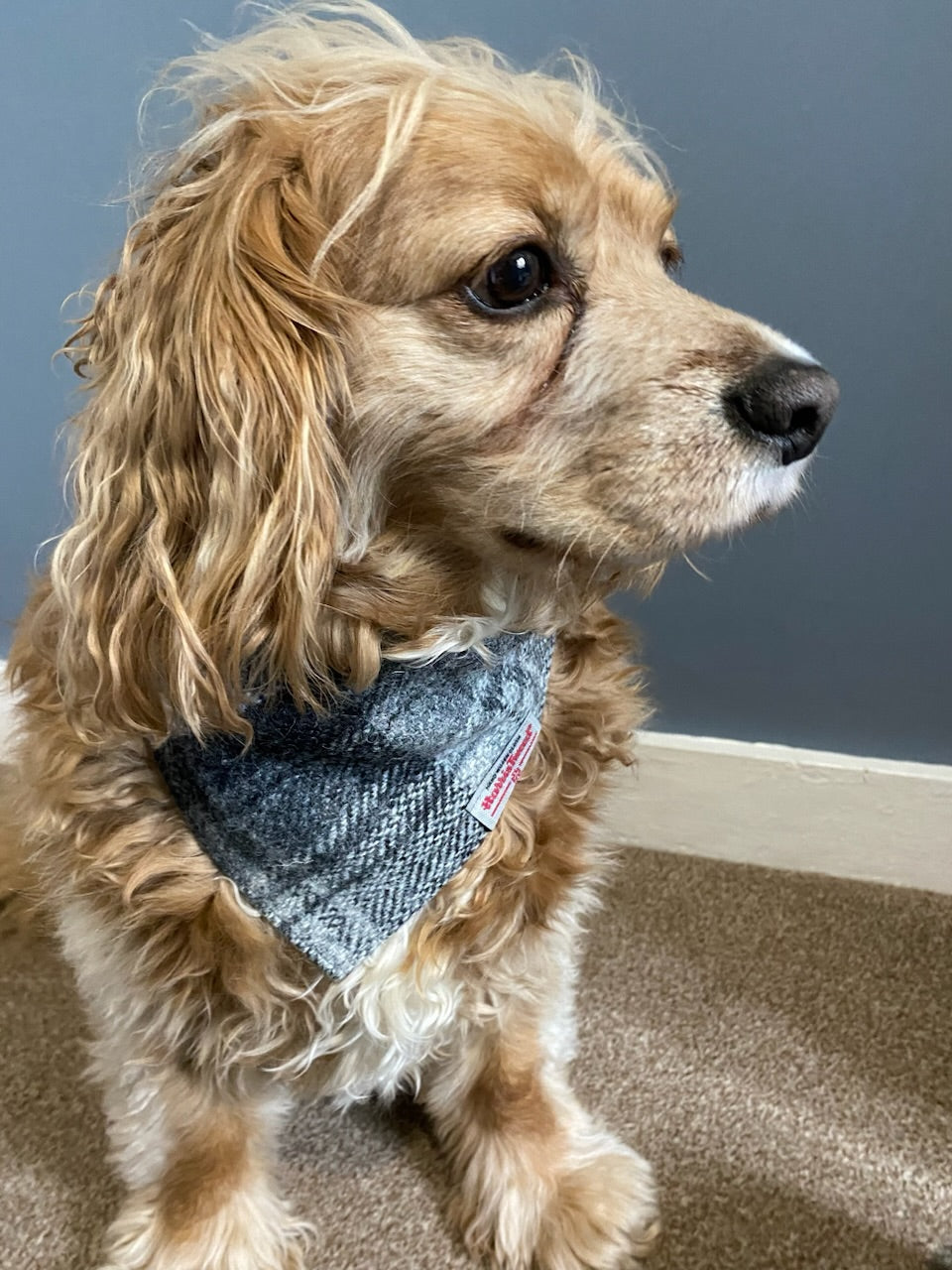 Harris Tweed dog bandana neckerchief in grey check tartan or plaid. Sizes S M L XL pet scarf