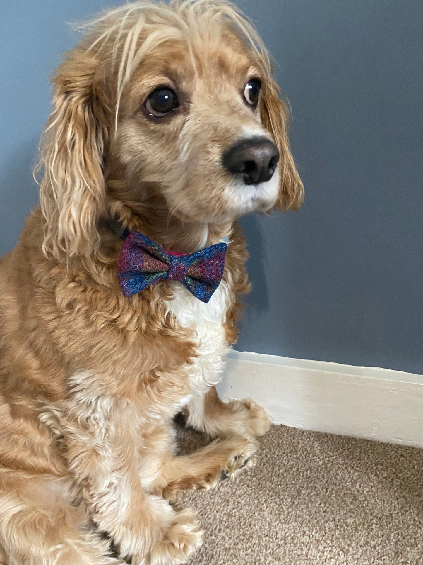 Harris Tweed Dickie Bow Tie Dog Collar Charm red, green & blue check tartan charm