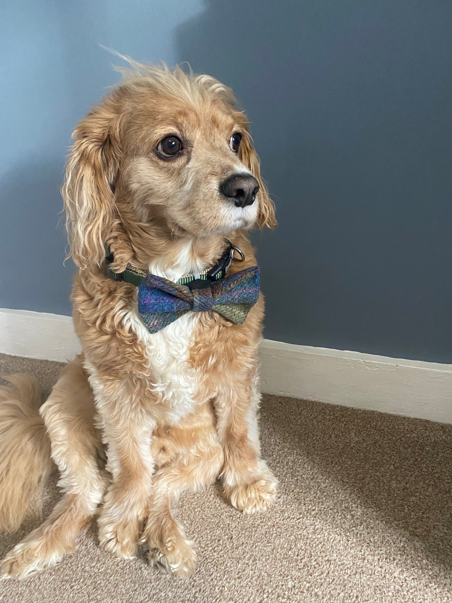 Harris Tweed Dog Collar Dickie Bow Tie green, blue &  pink check tartan bow tie / charm