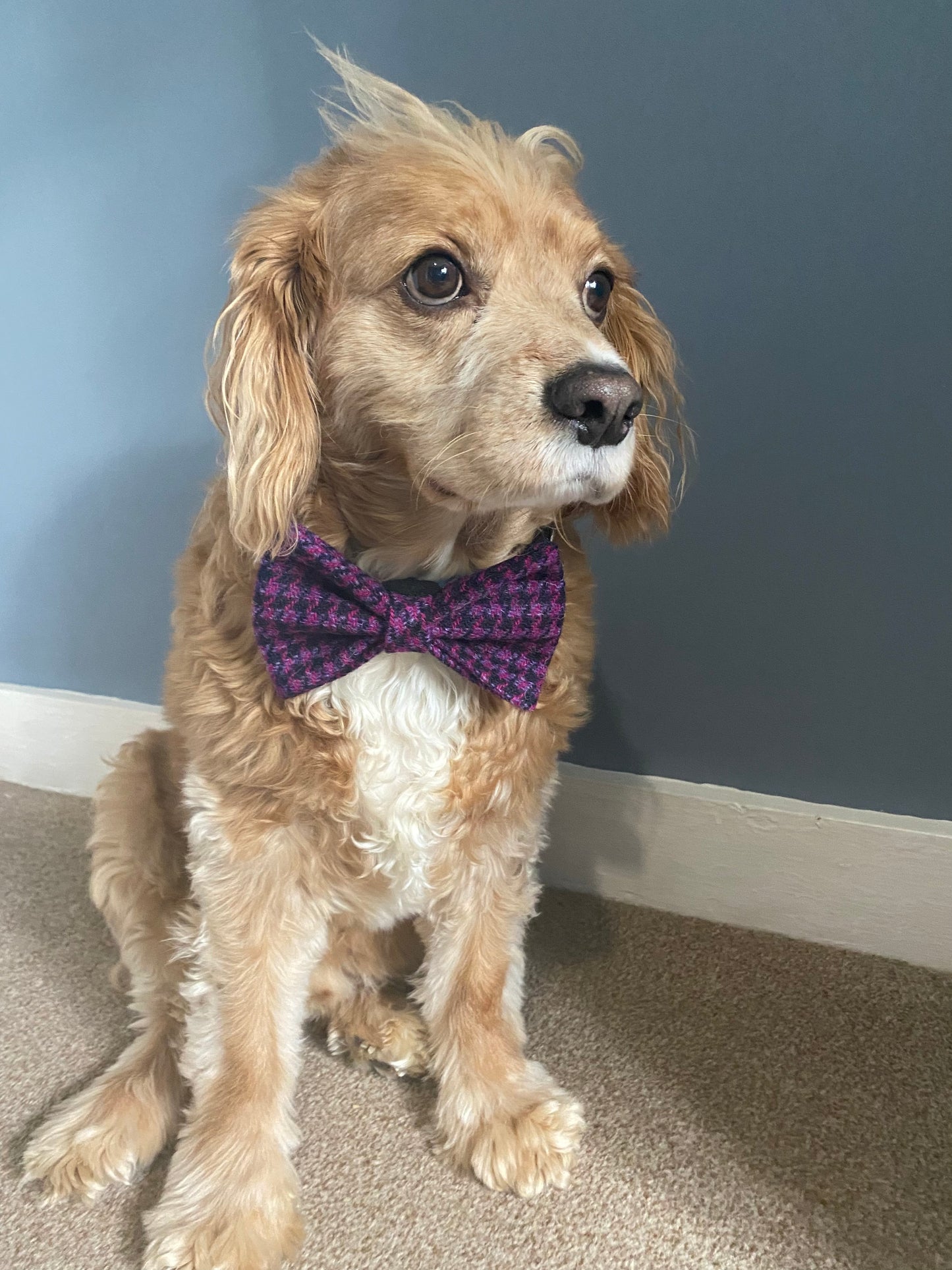 Harris Tweed Dickie Bow Tie Dog Collar charm in purple & pink houndstooth dogtooth check