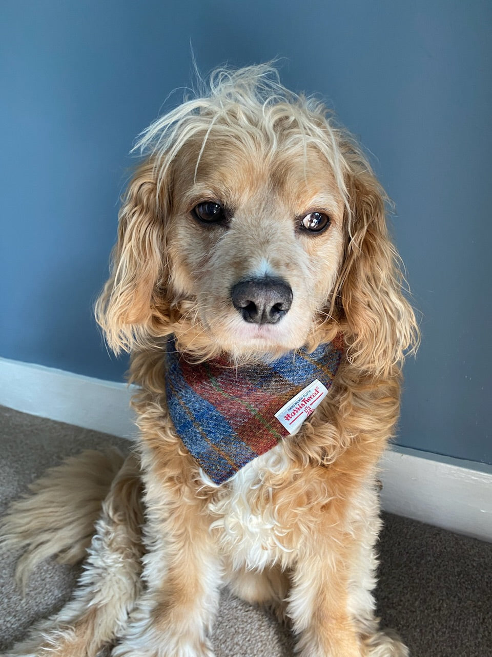 Harris Tweed dog bandana neckerchief in rust orange, blue & brown check tartan or plaid pattern. Sizes S, M, L + XL pet scarf